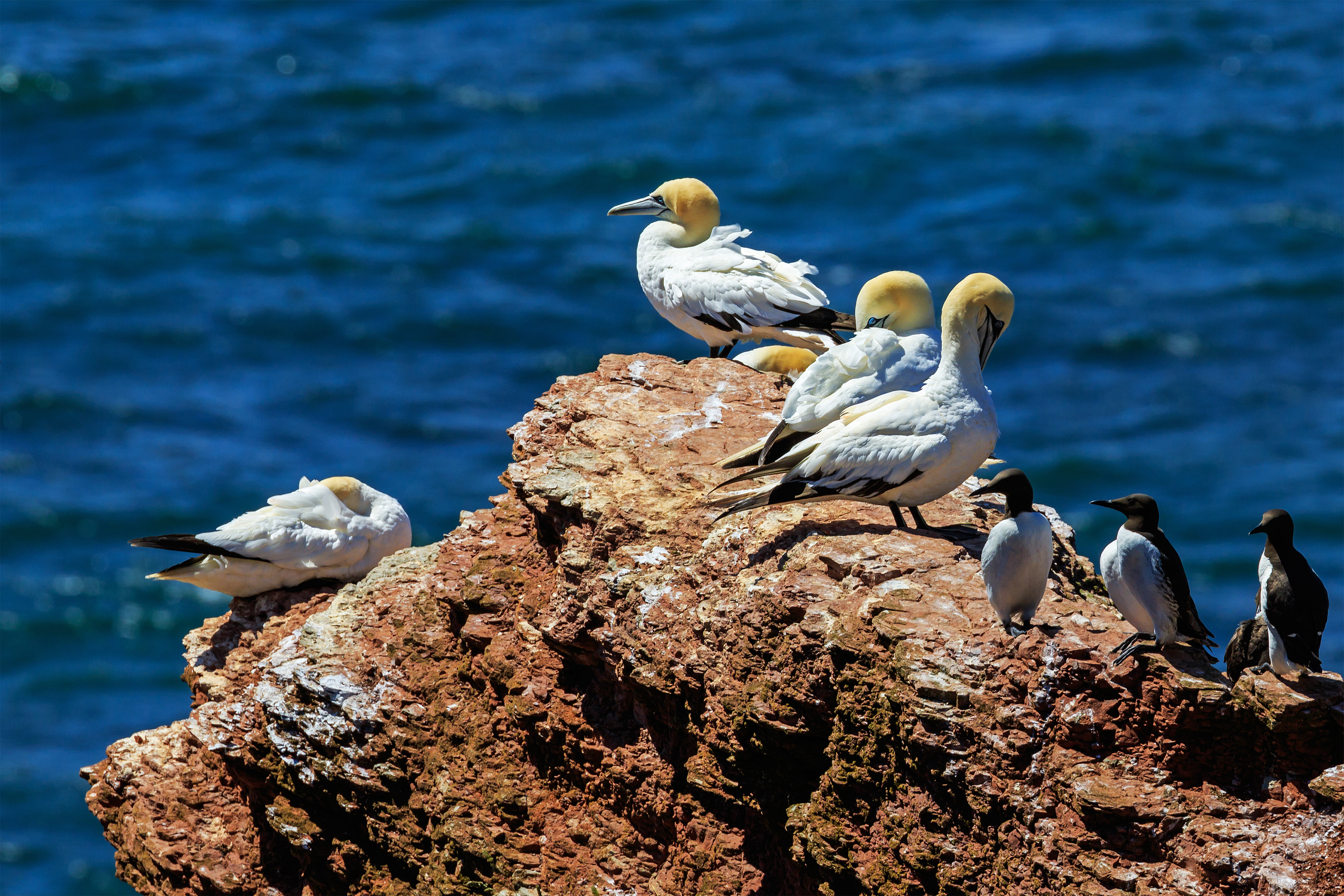 Heligoland 07-2016 photo12