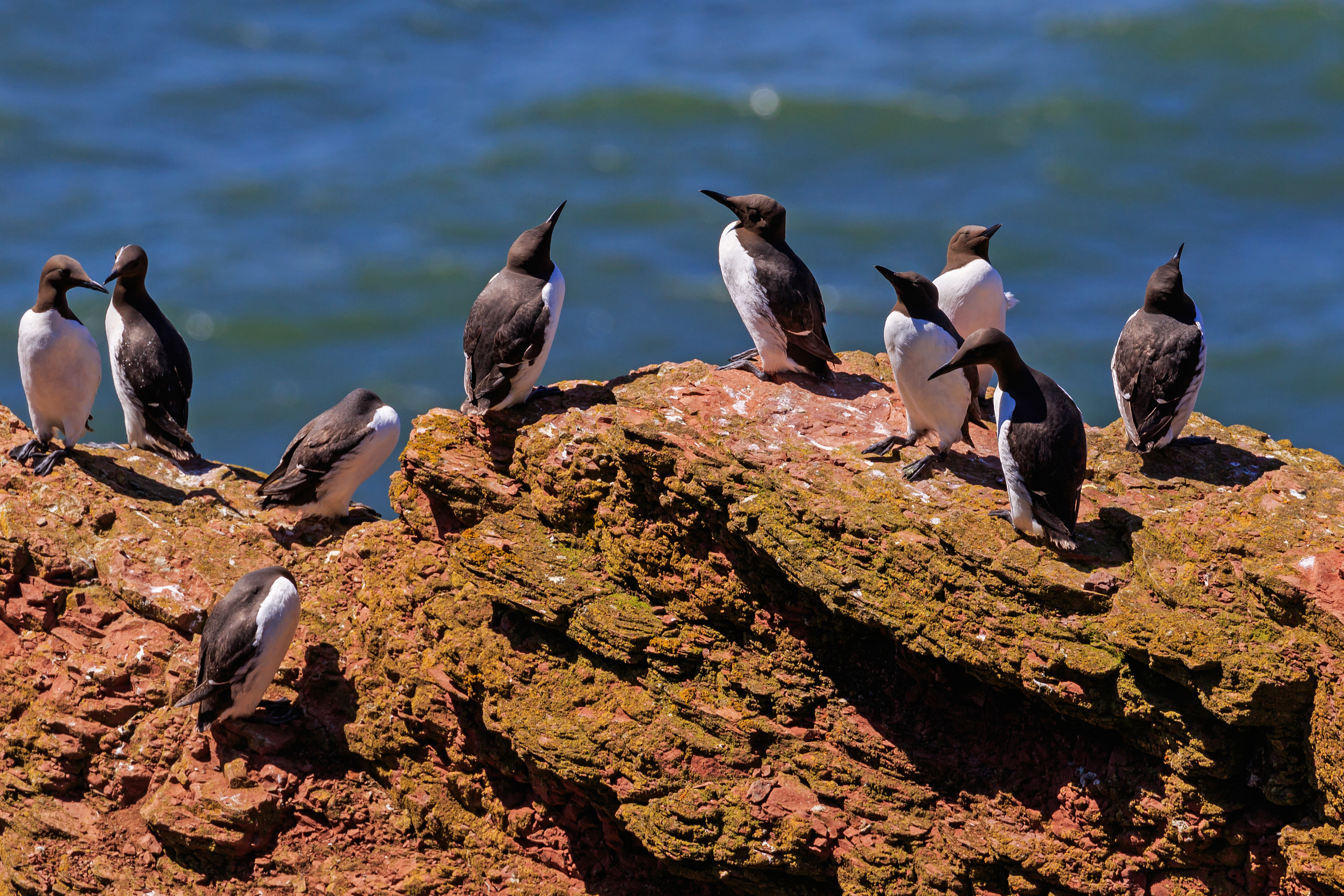 Heligoland 07-2016 photo13