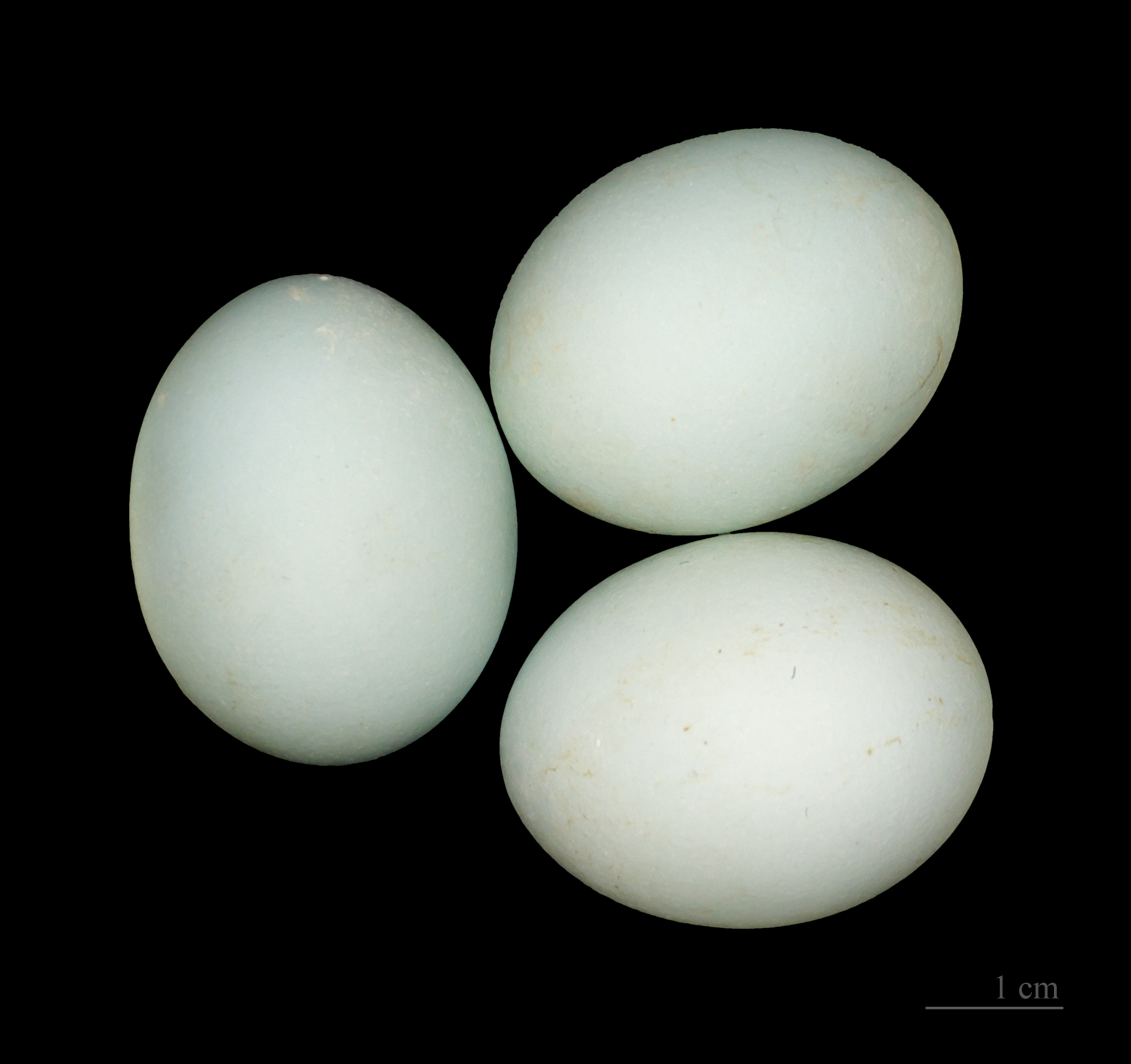 Heron crabier MHNT
