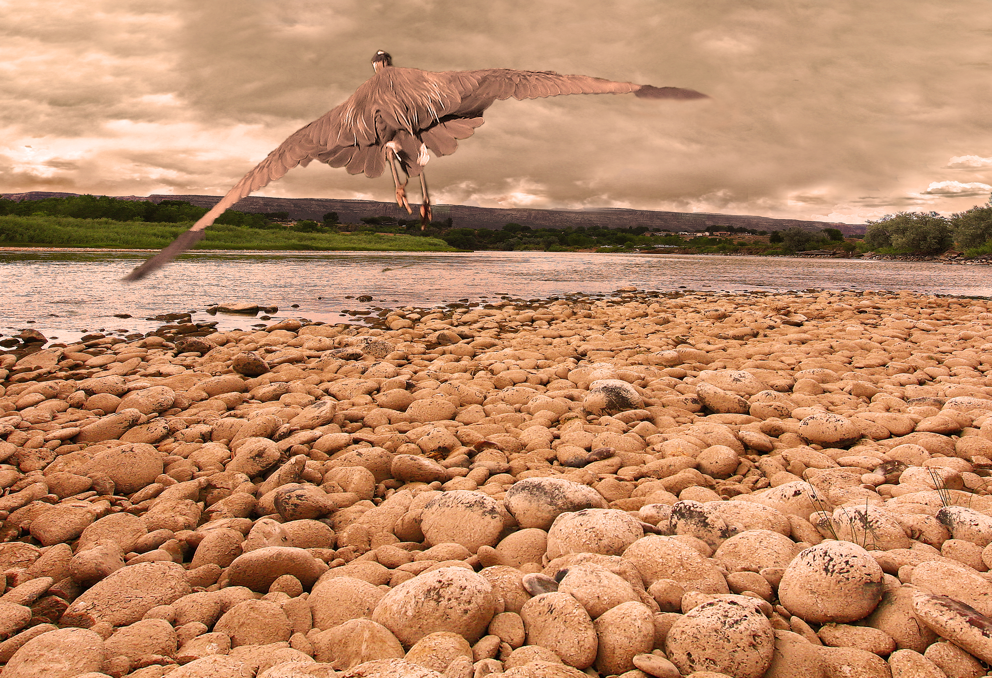 Heron Over a River (8034193481)