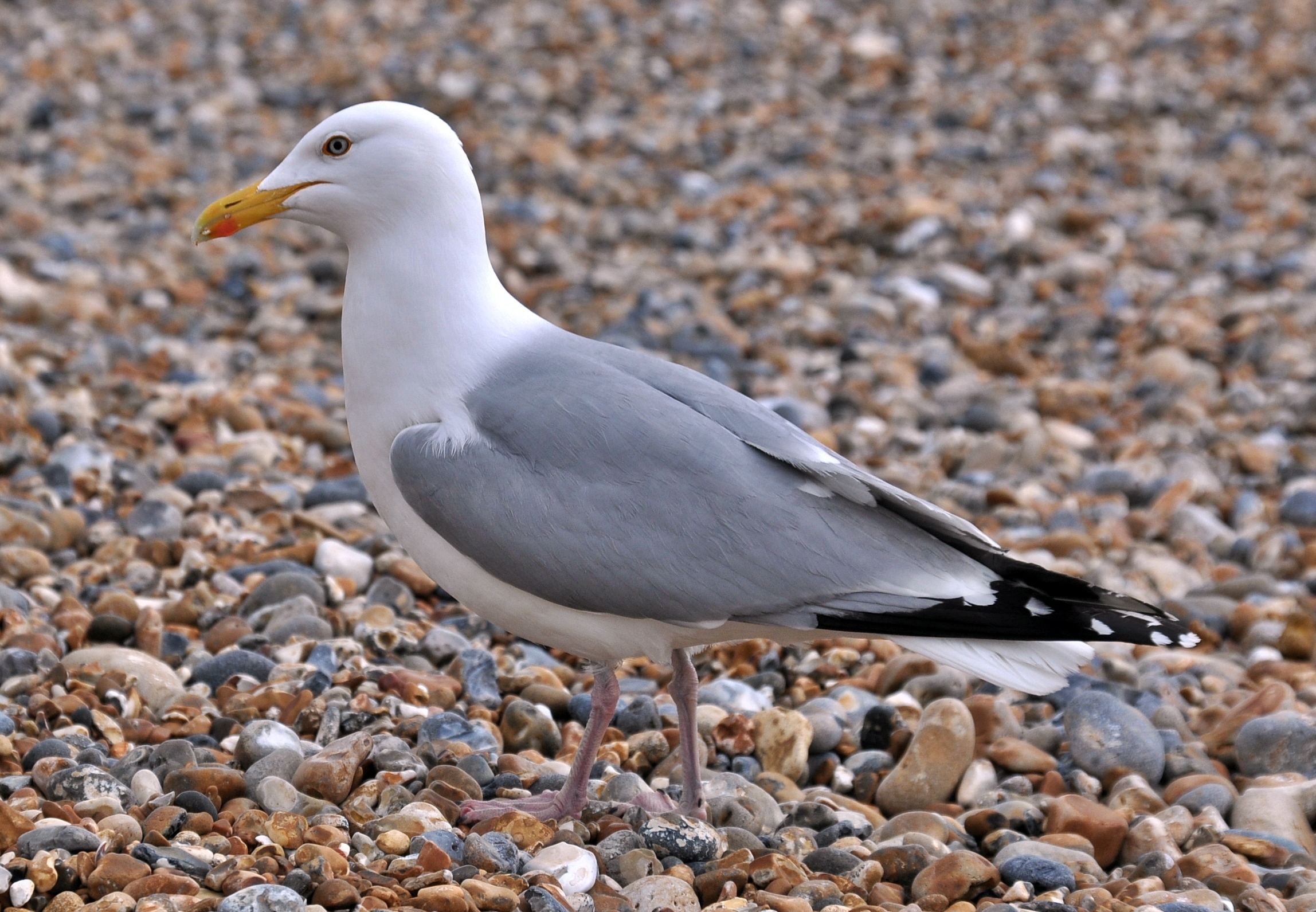 Herring Gull (Larus argentatus), Brighton, England