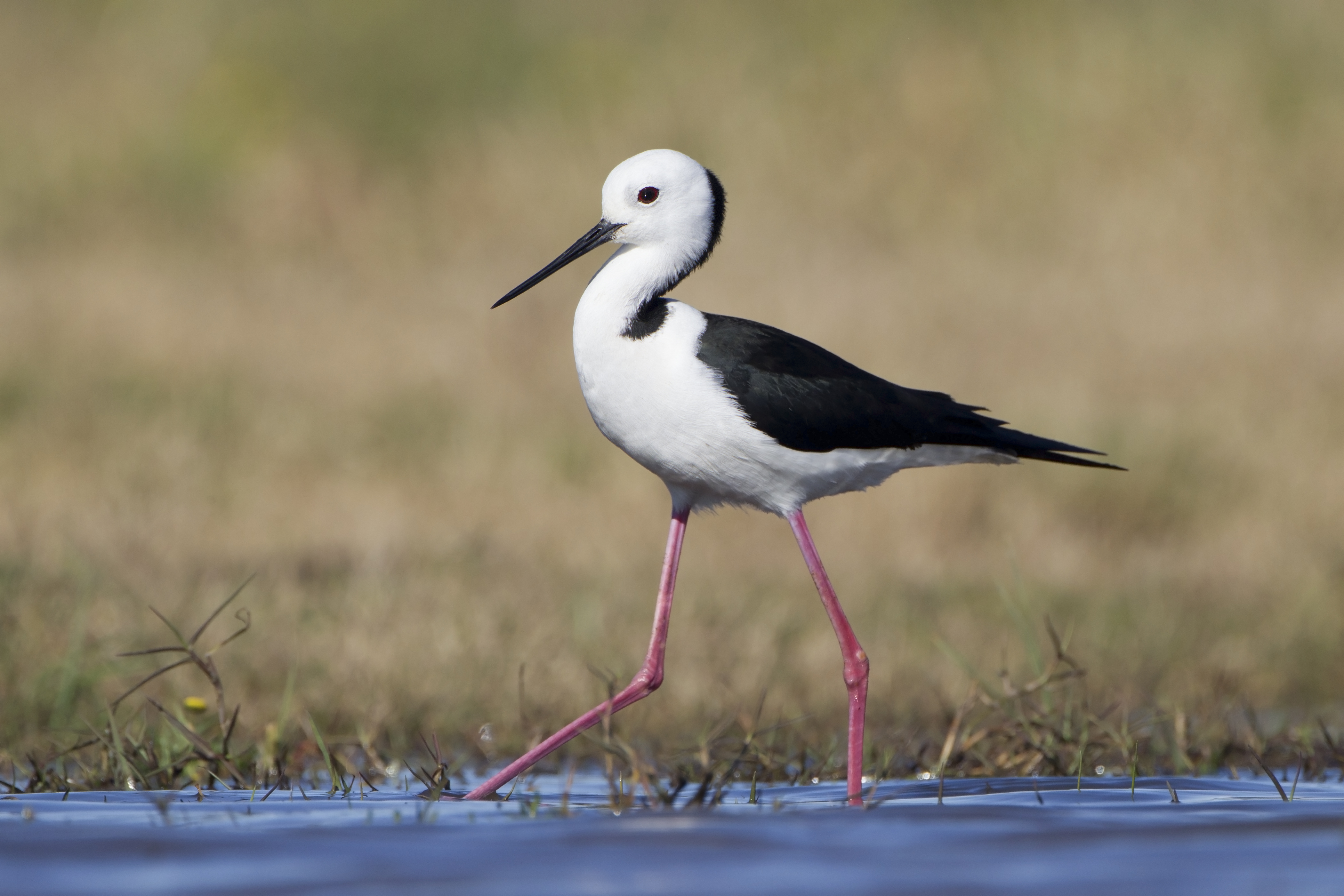 Himantopus leucocephalus - Hexham