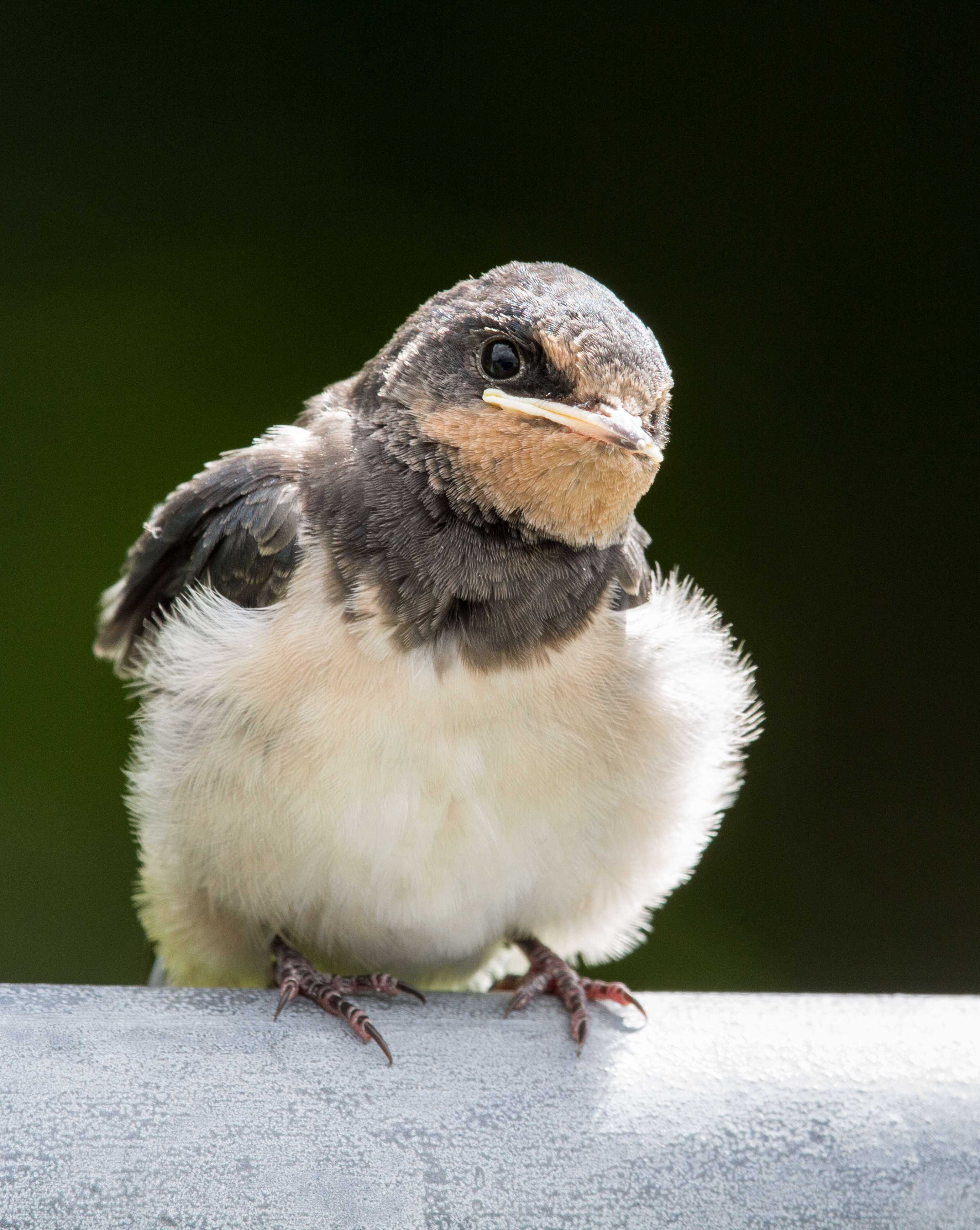 Hirundo rustica gwennol ifanc