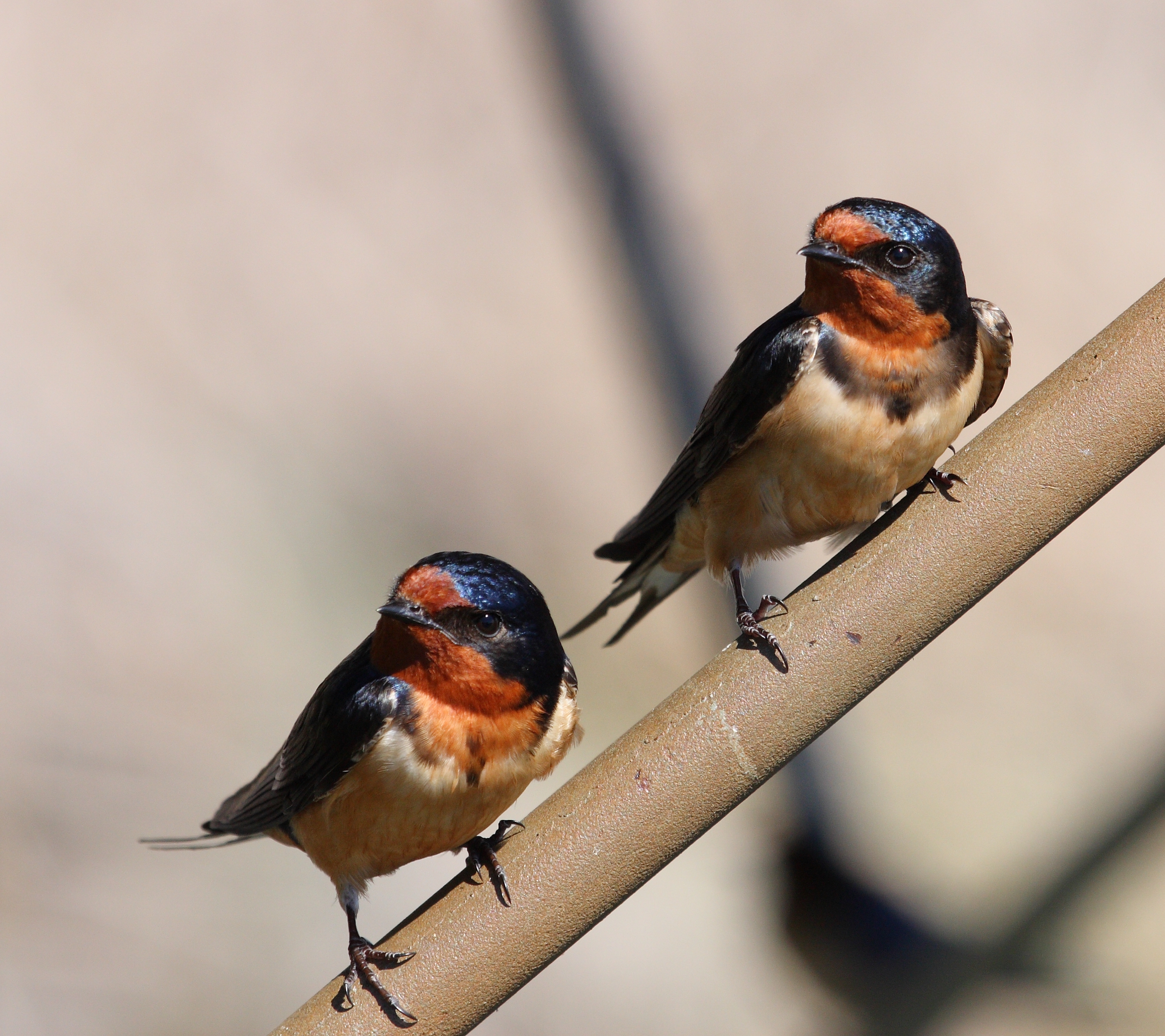 Hirundo rustica PP