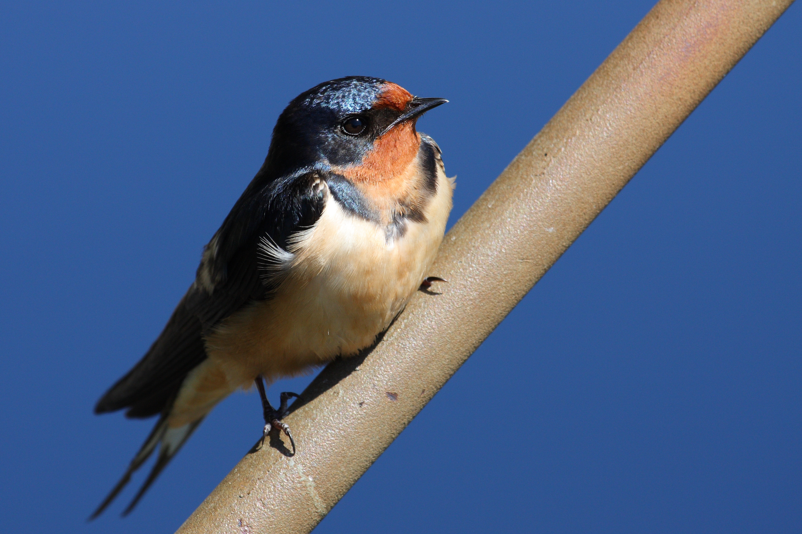 Hirundo rustica PP2