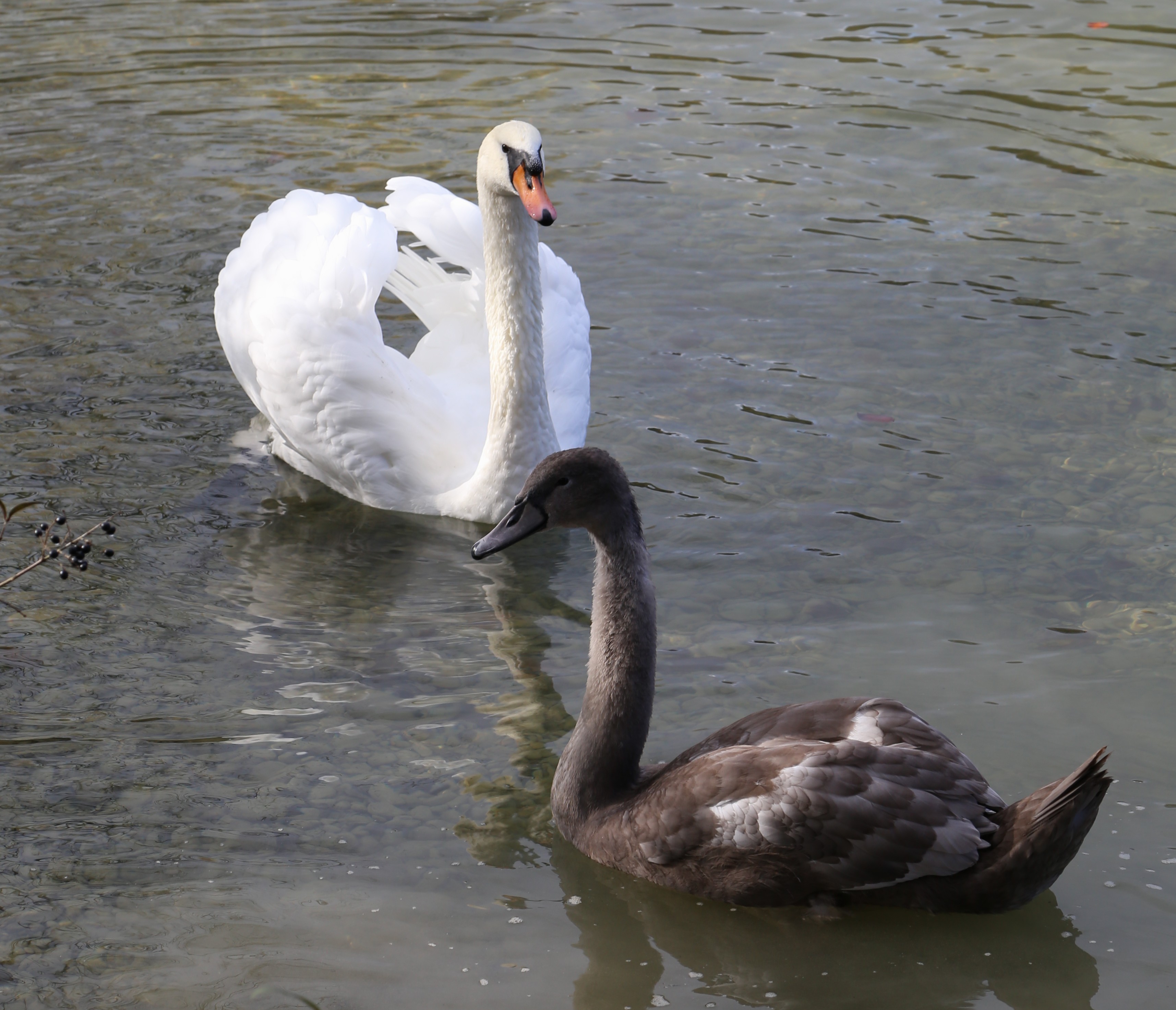 Hoeckerschwan Cygnus olor Hinterbruehler See-3