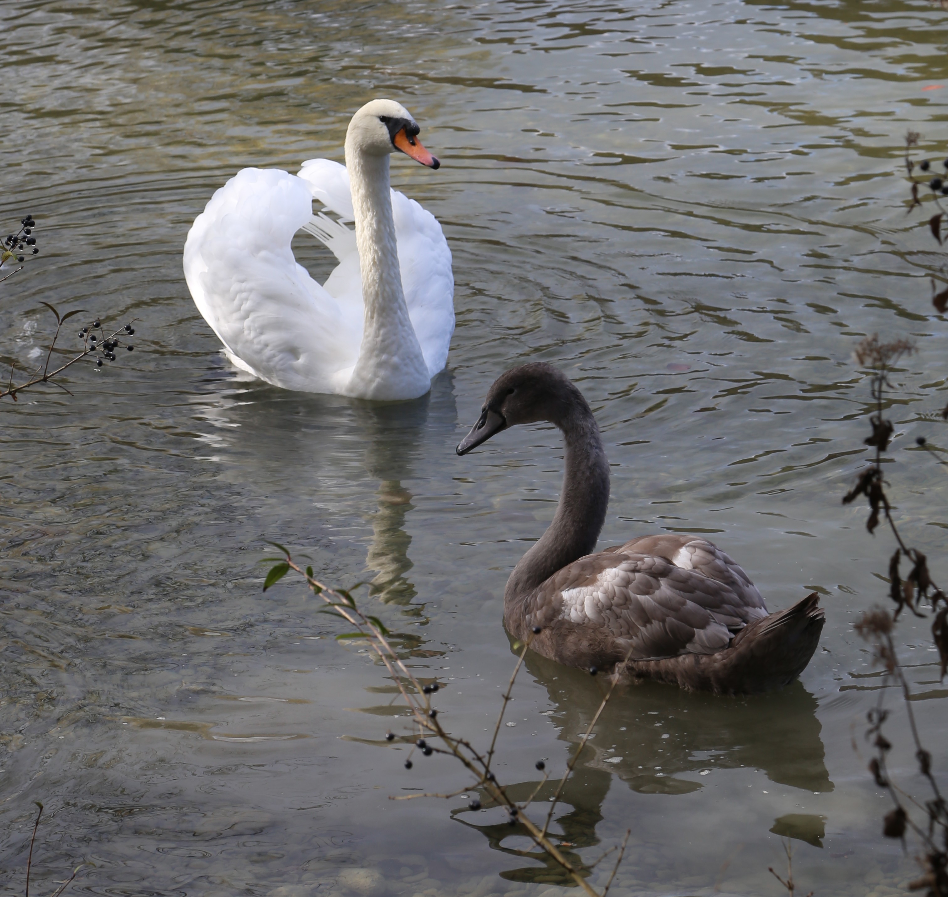 Hoeckerschwan Cygnus olor Hinterbruehler See-4