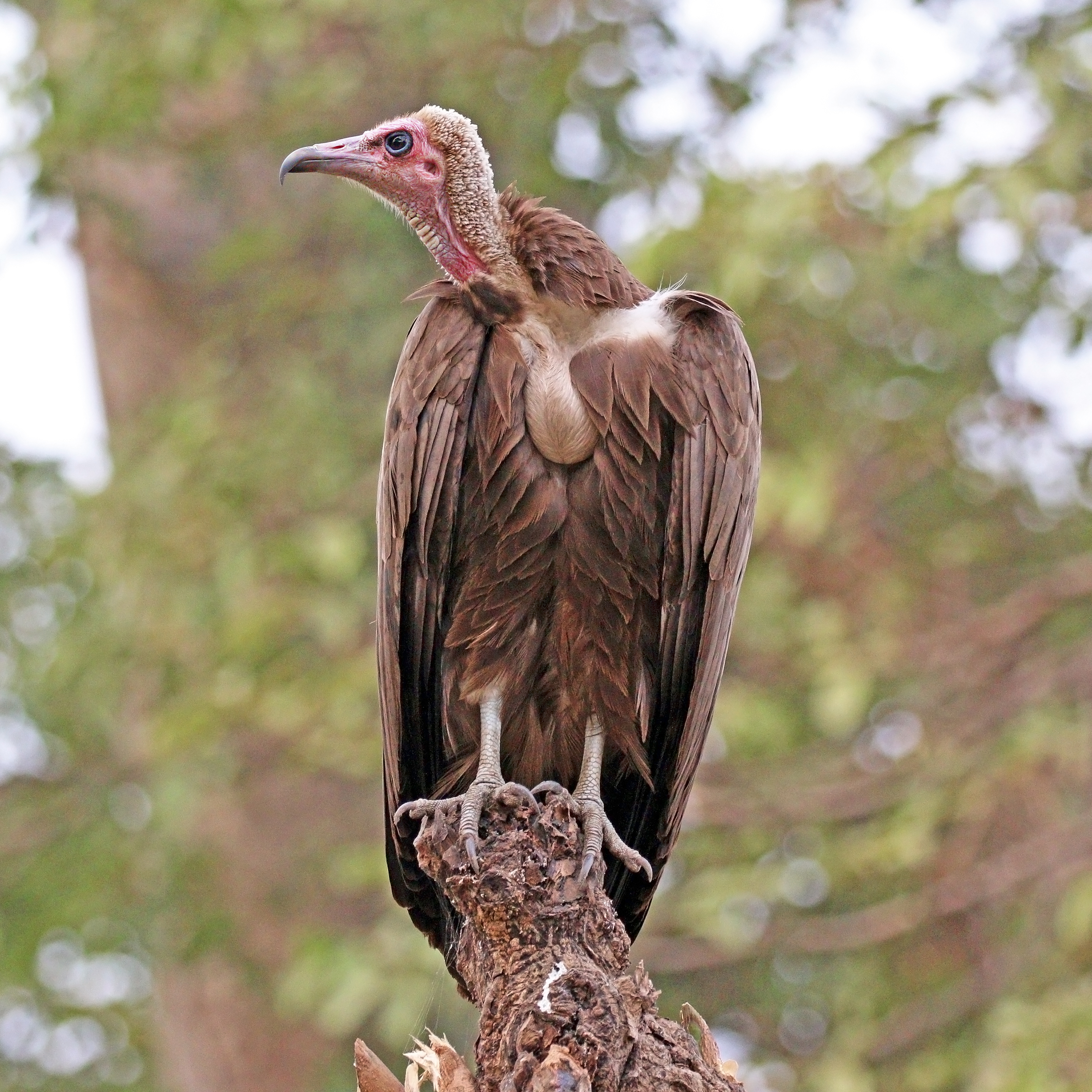 Hooded vulture (Necrosyrtes monachus)