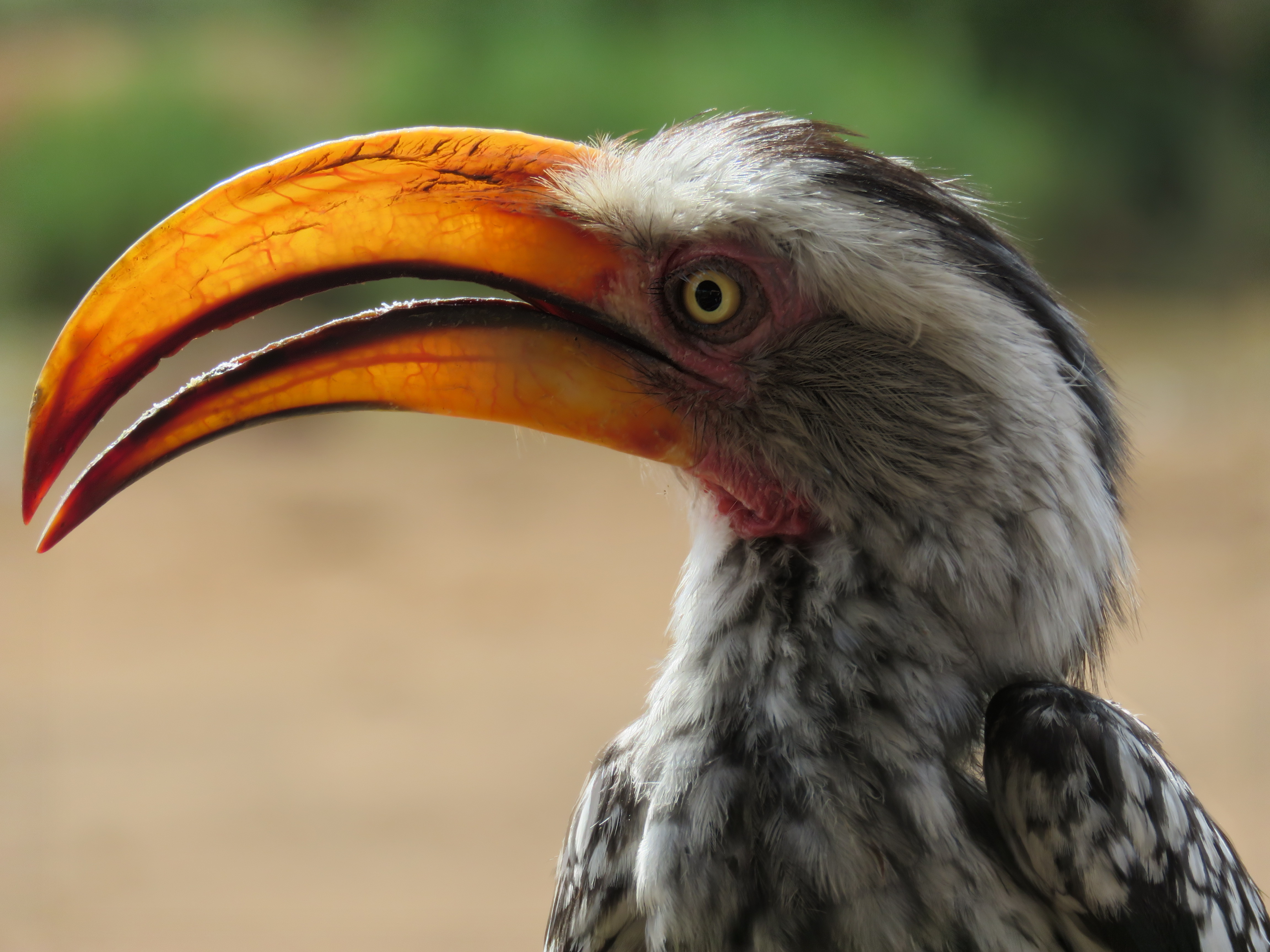 Hornbill closeup profile 01