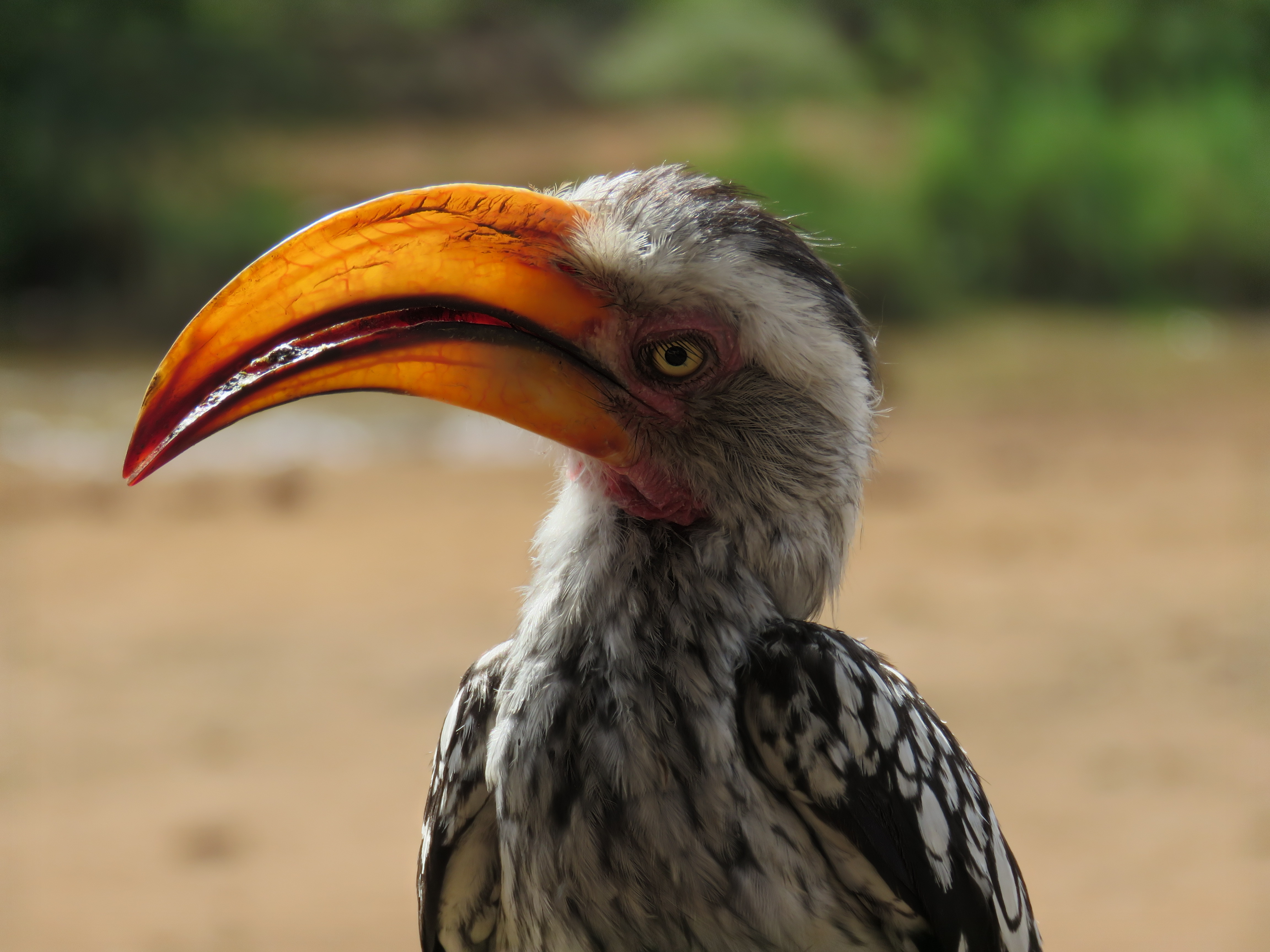 Hornbill closeup profile 02