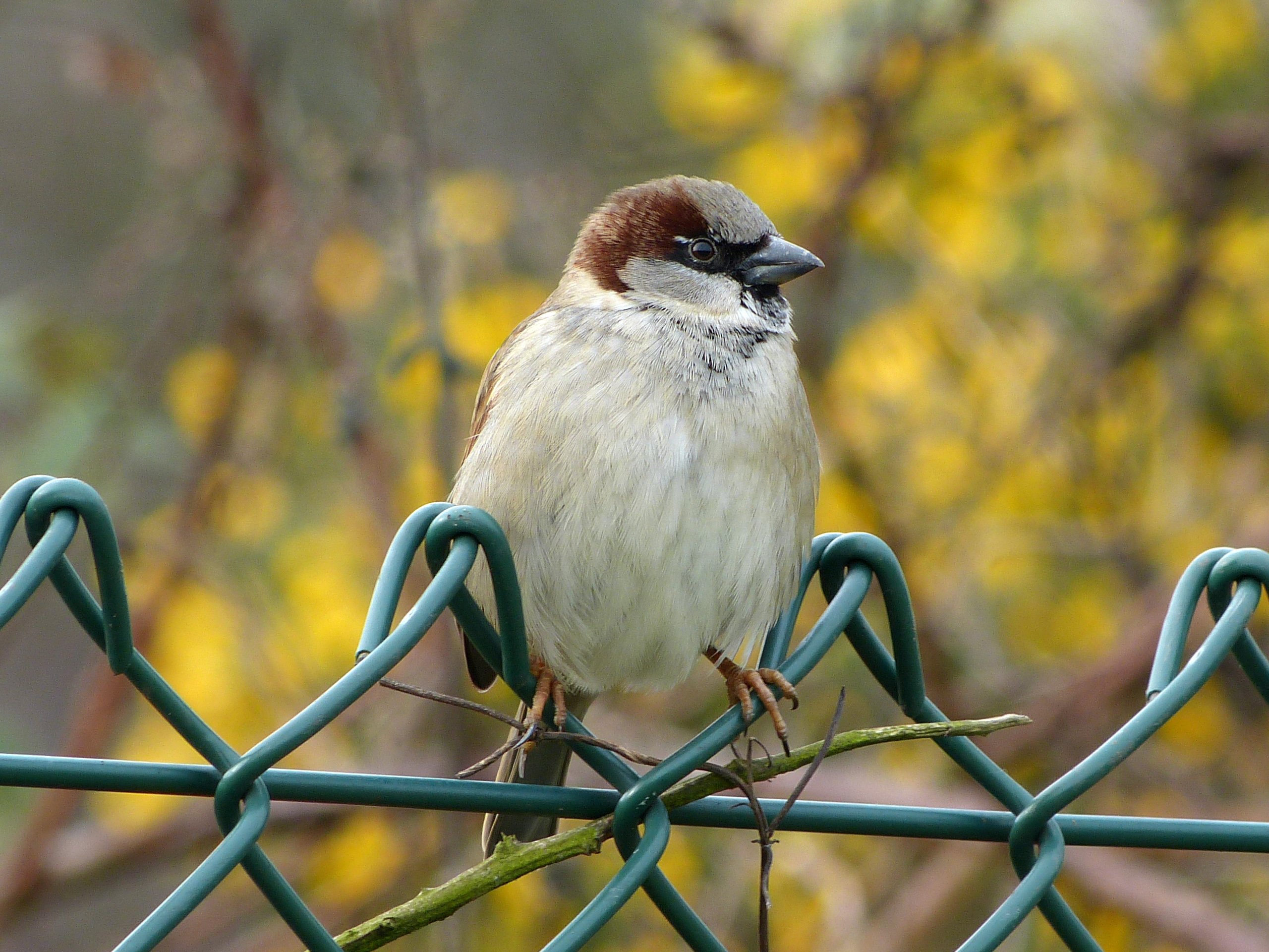 House Sparrow (6818475877)