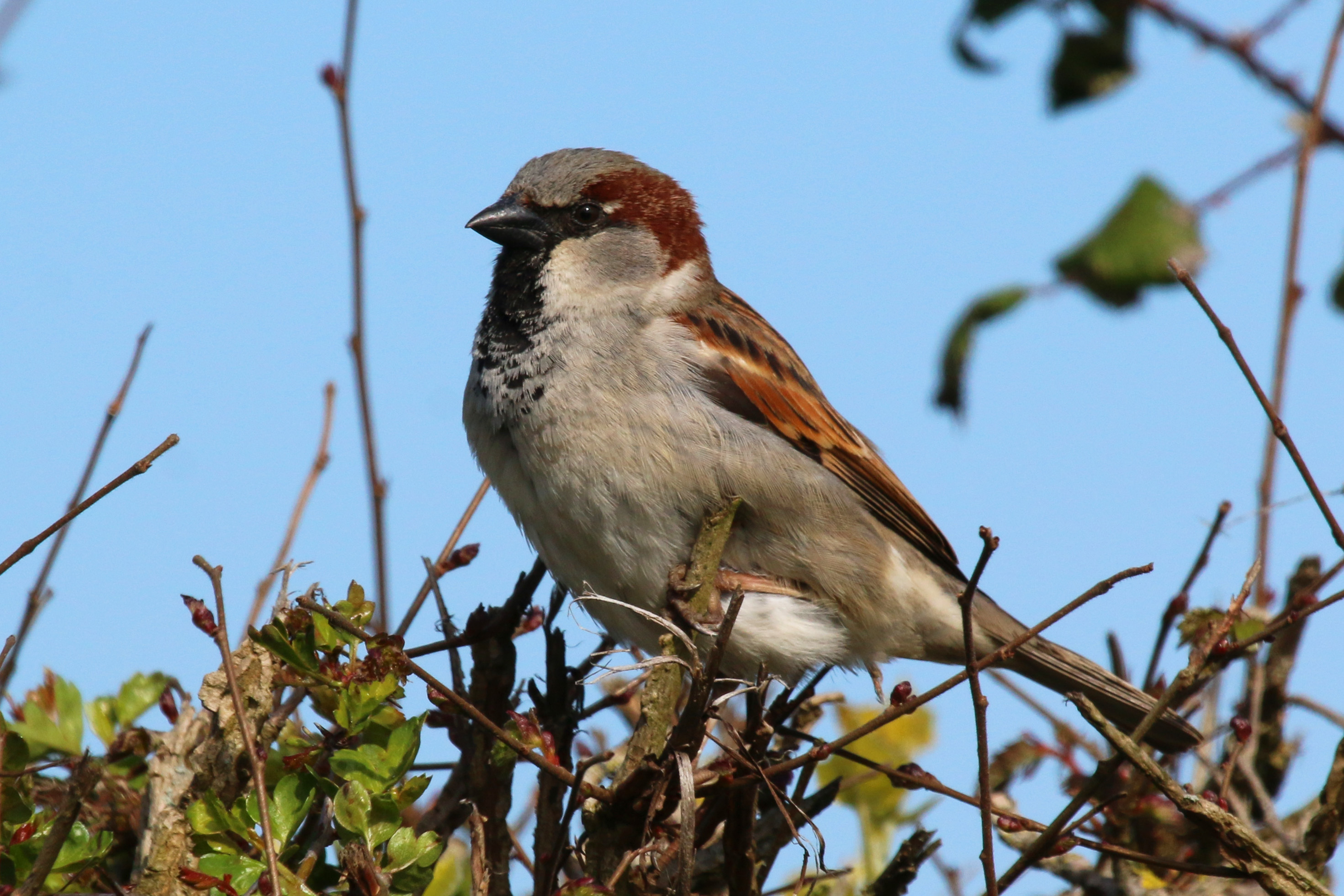 House sparrow (Passer domesticus)
