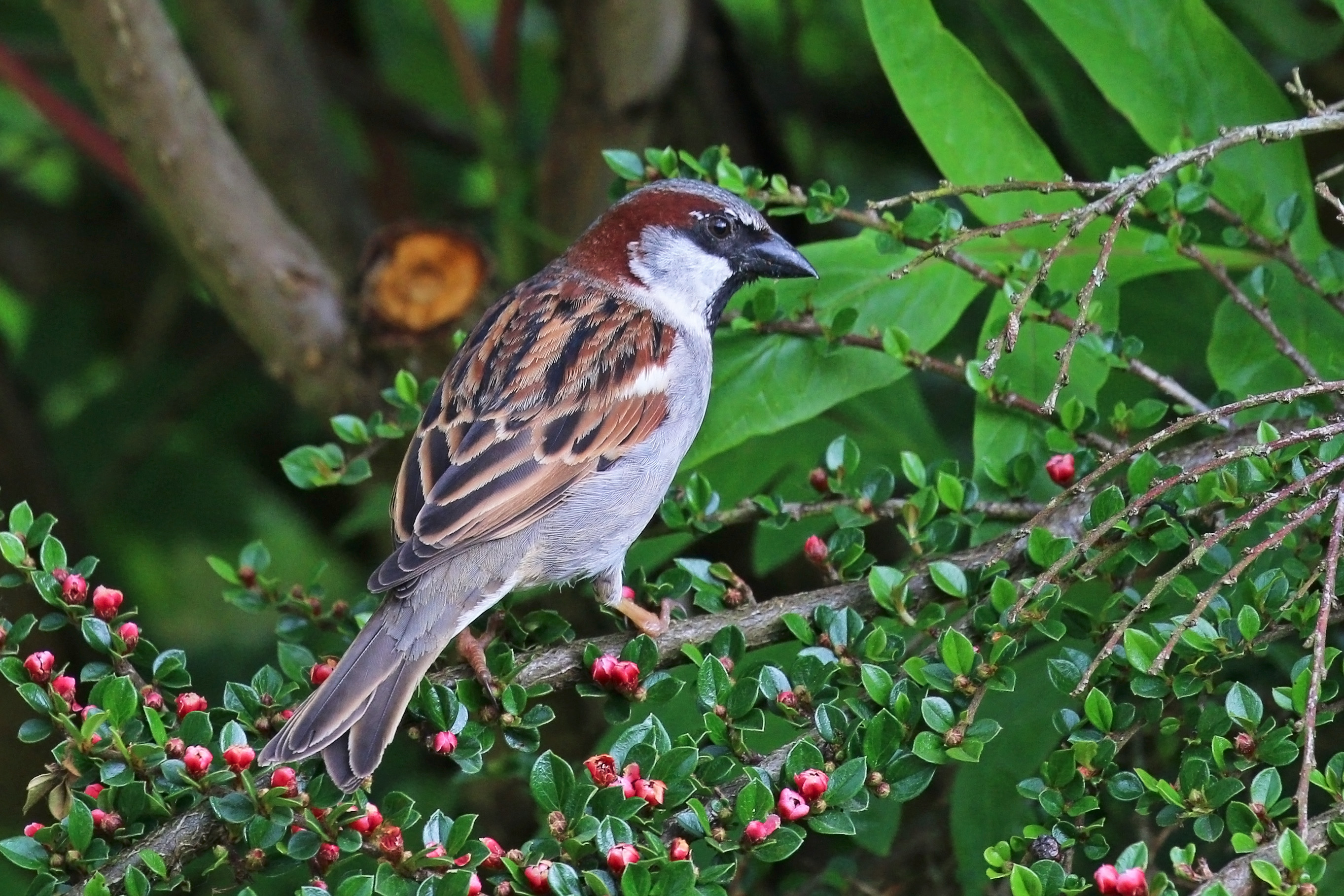 House sparrow (Passer domesticus) male 2