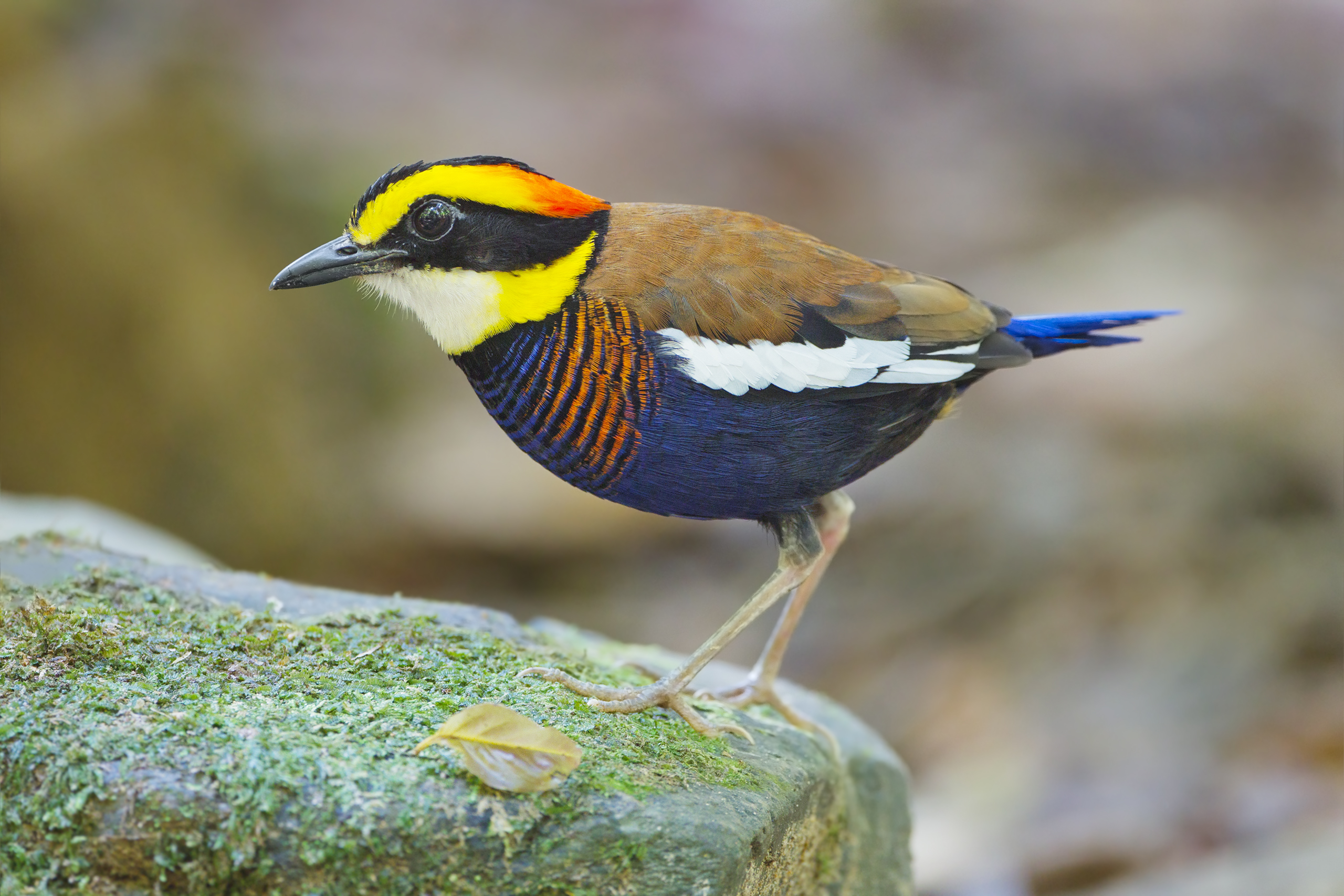 Hydrornis irena - Sri Phang Nga