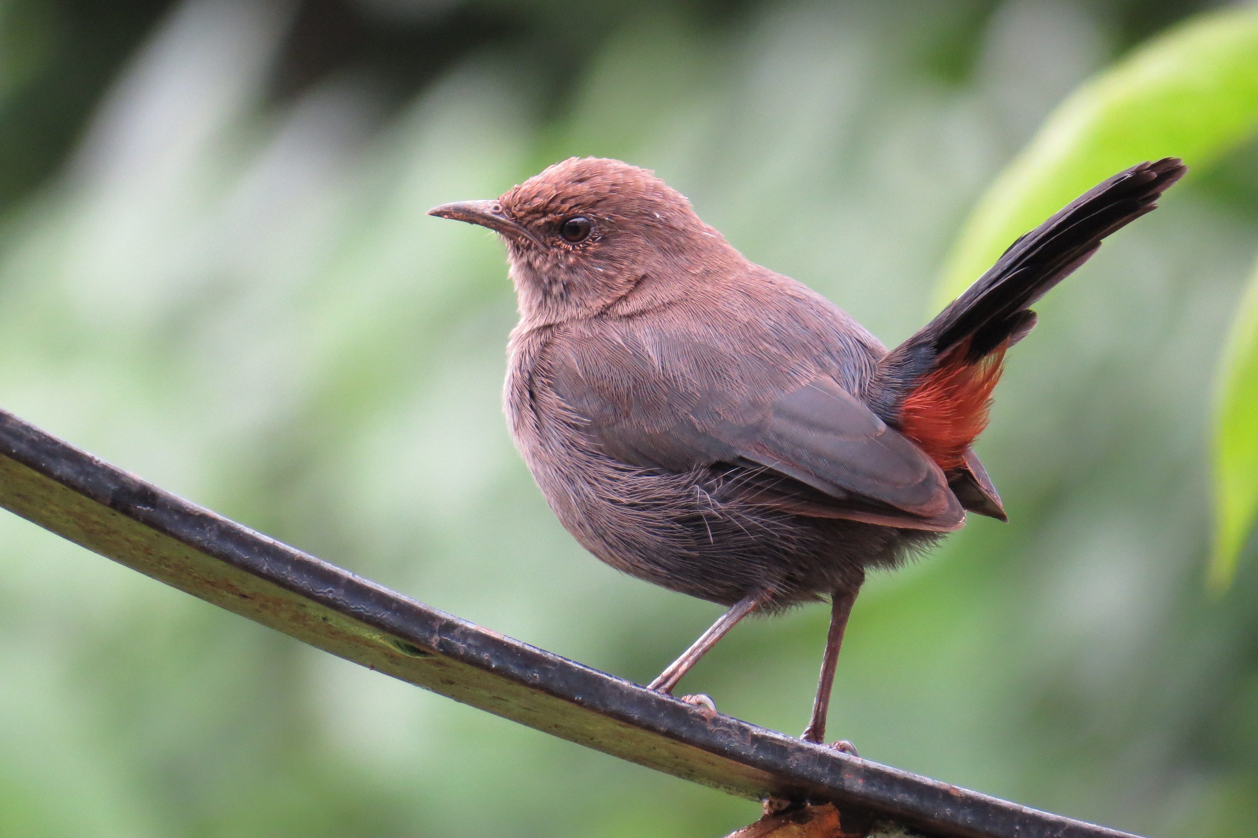 Indian Robin Saxicoloides fulicata
