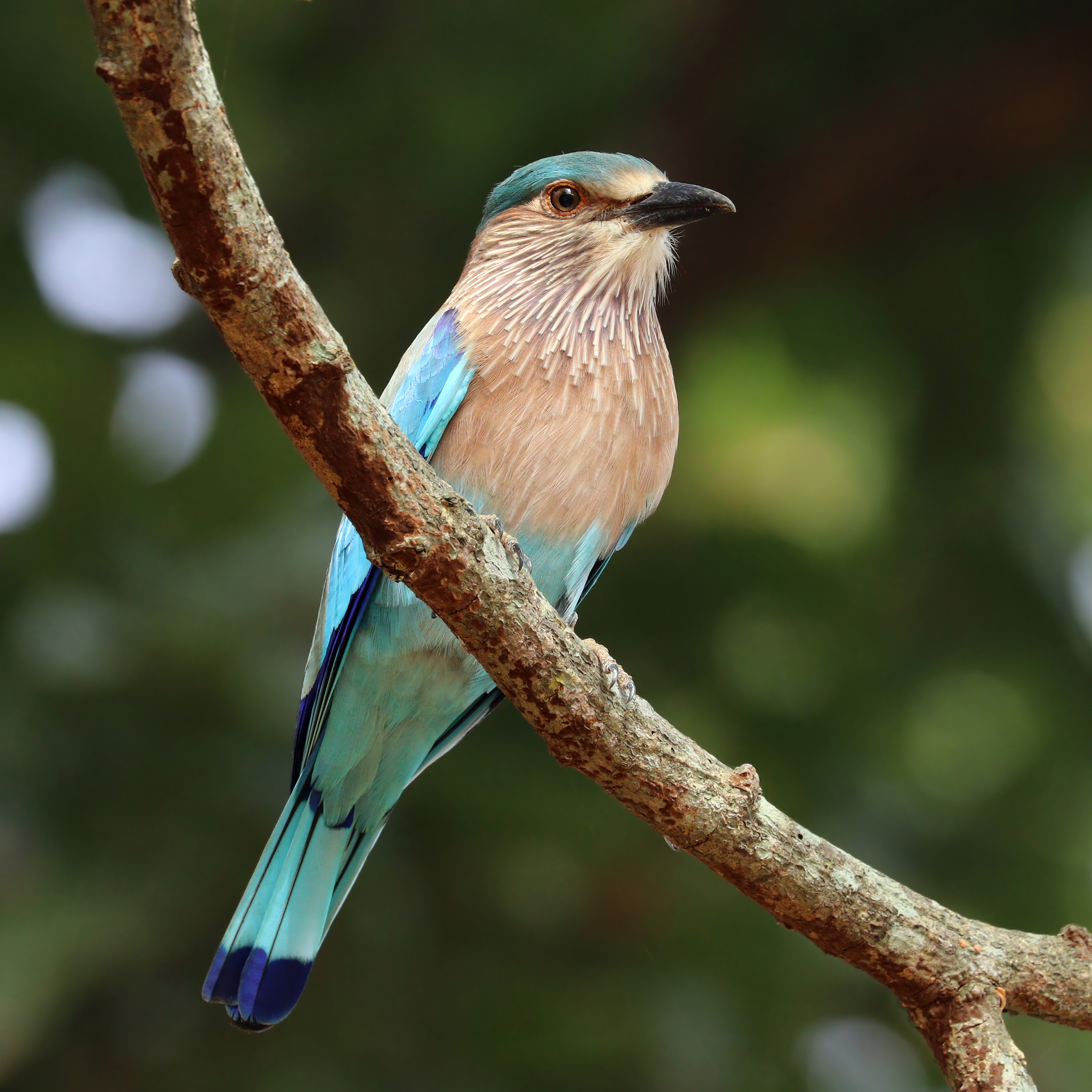 Indian roller (Coracias benghalensis benghalensis)