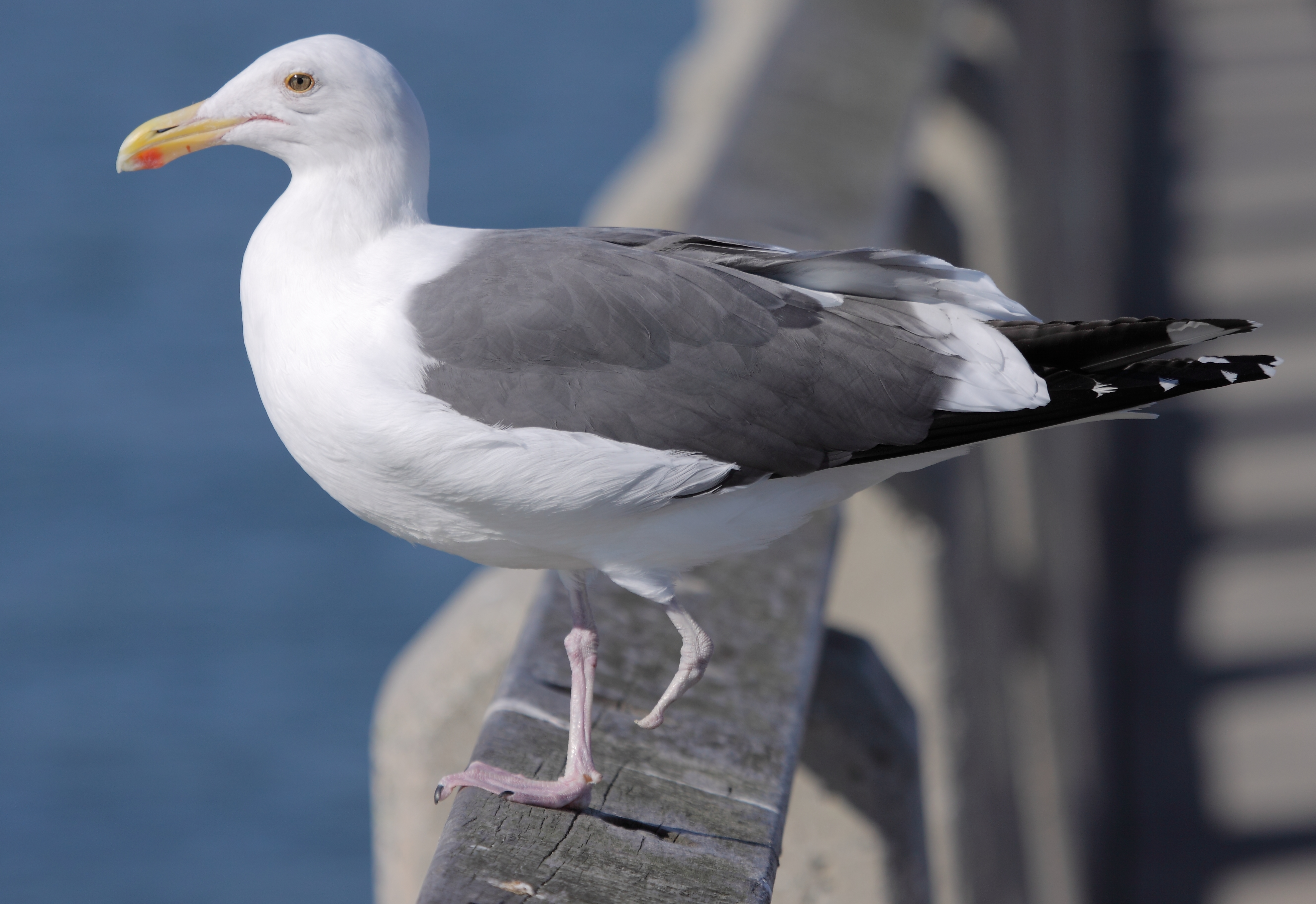 Injured Larus occidentalis