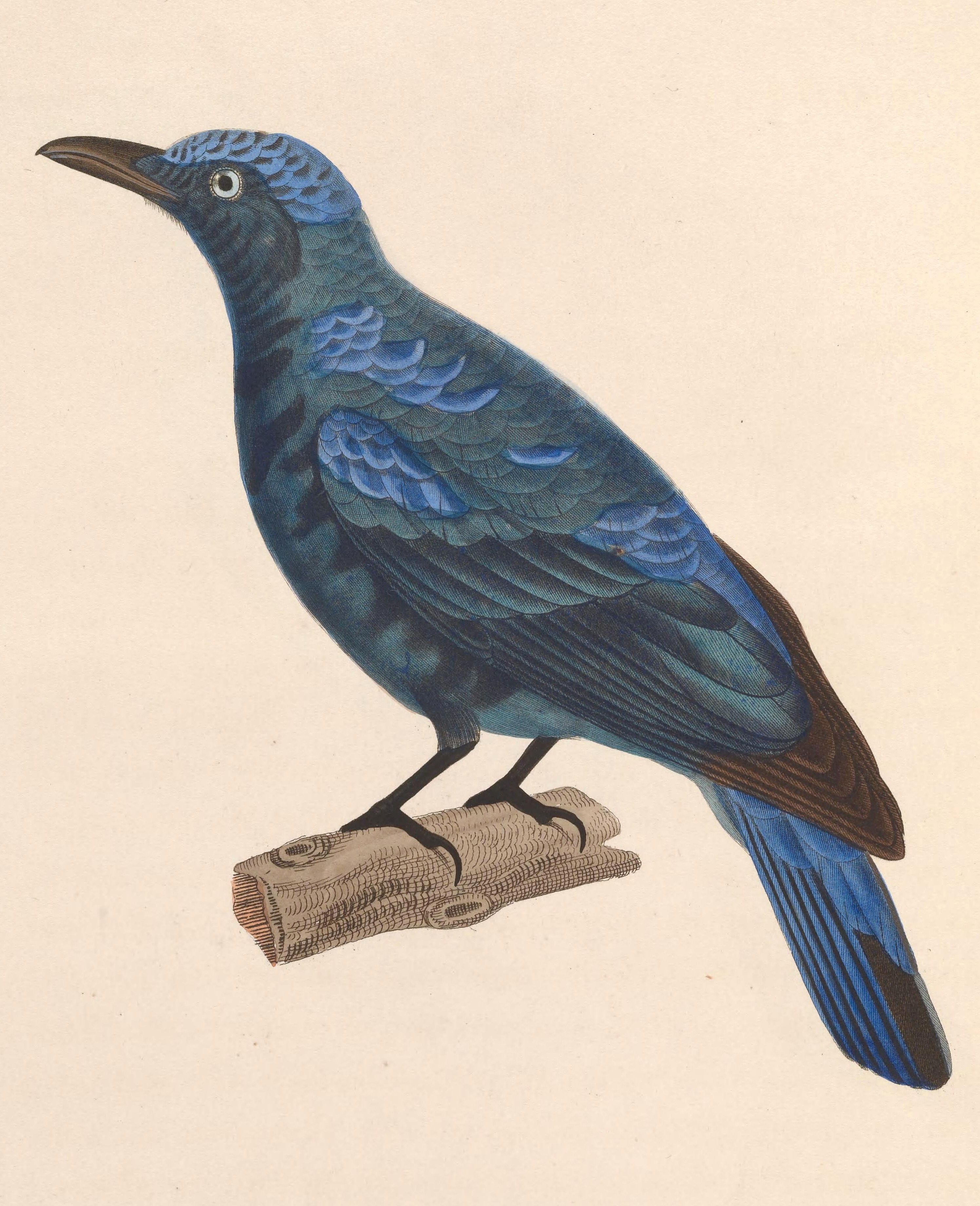 Irena puella moulting male 1838