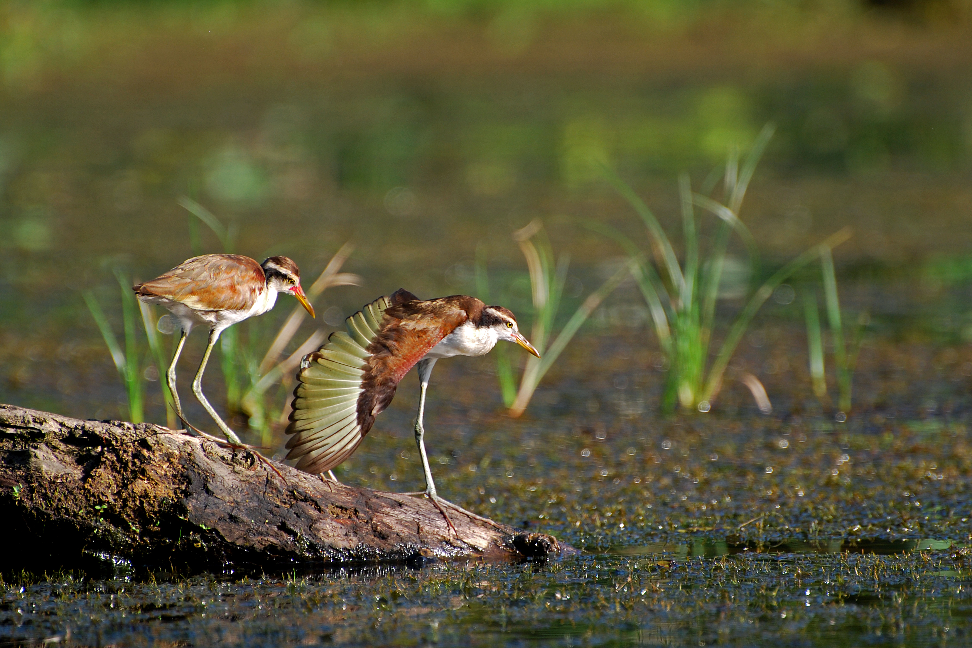 Jacana jacana -near Yarina Lodge, Napo Province, Ecuador -juvenile-8