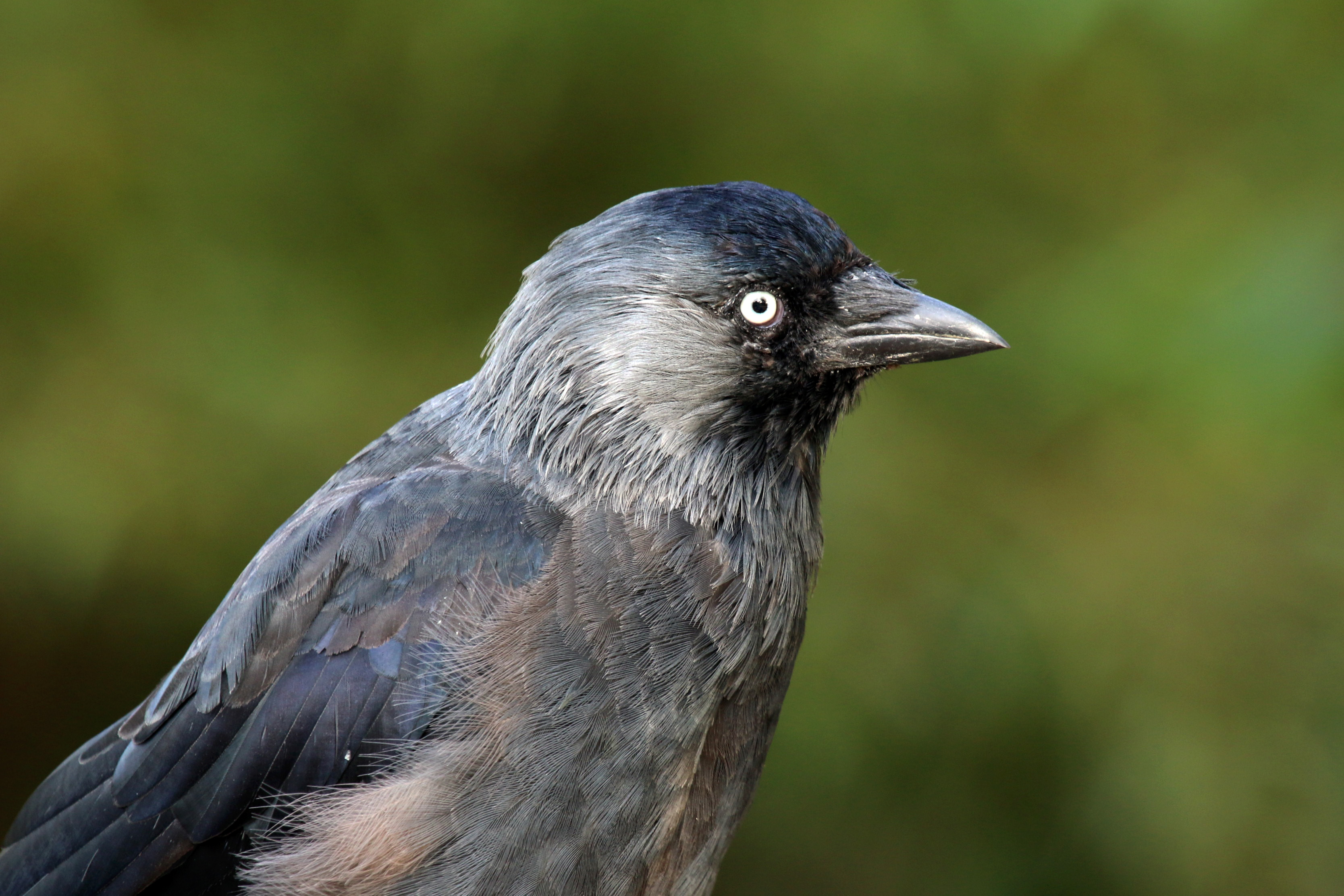 Jackdaw (Corvus monedula)