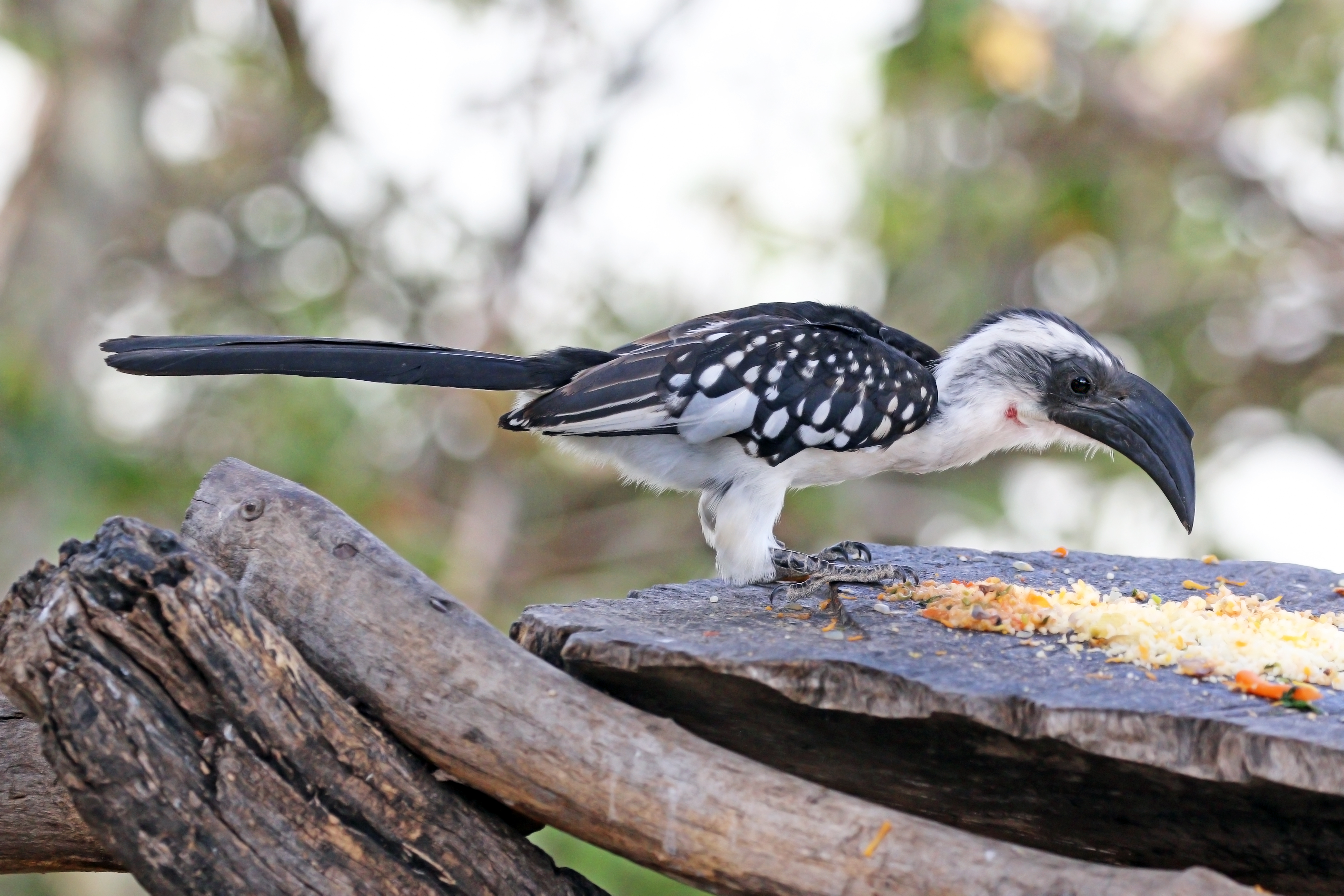Jackson's hornbill (Tockus jacksoni) female