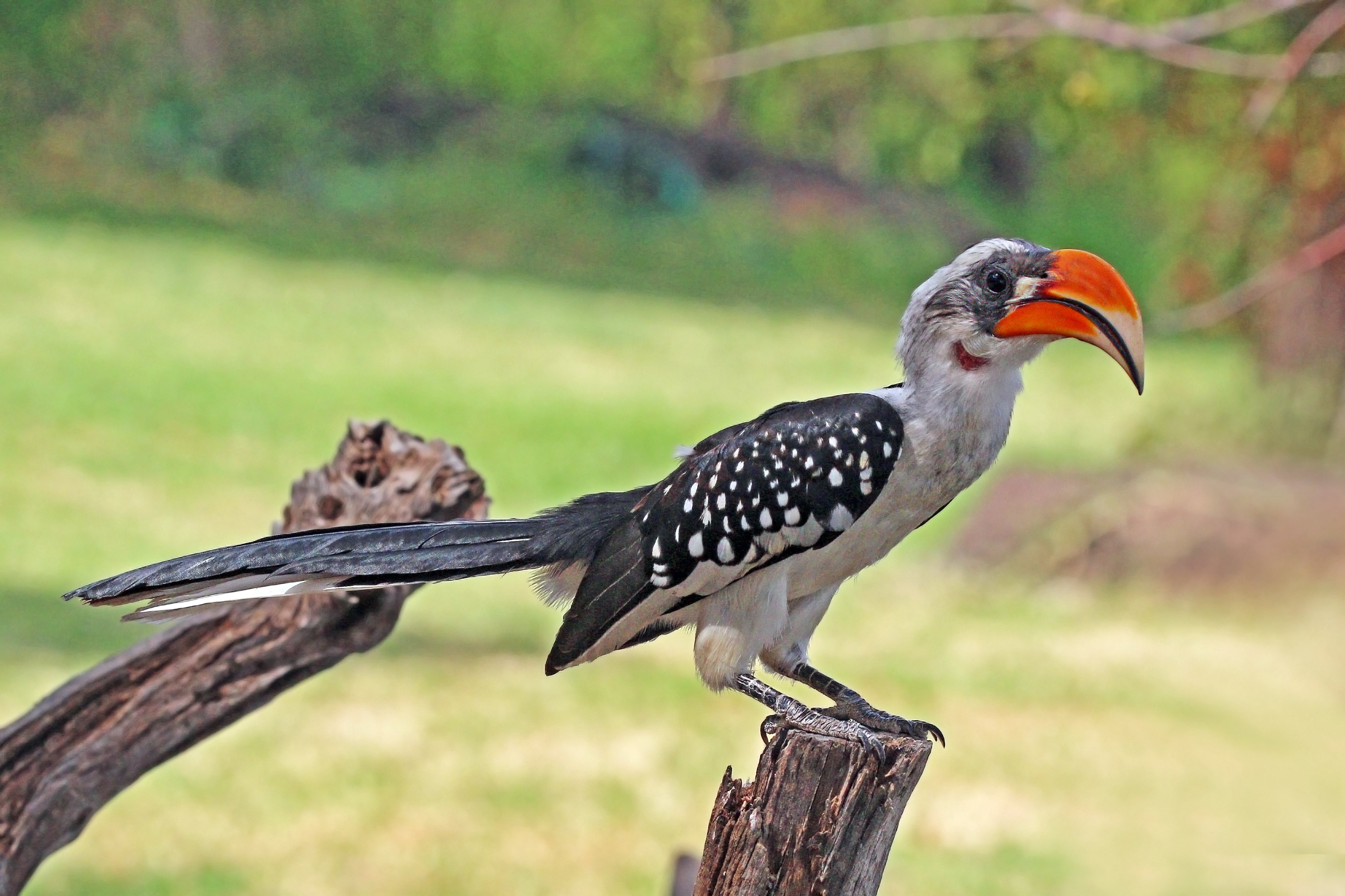 Jackson's hornbill (Tockus jacksoni) male