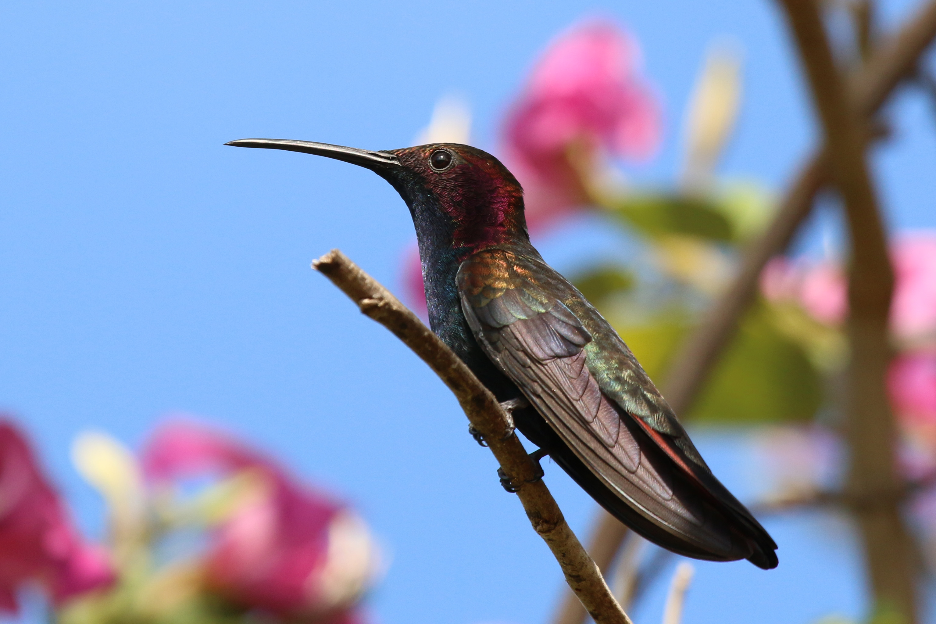 Jamaican mango (Anthracothorax mango) male
