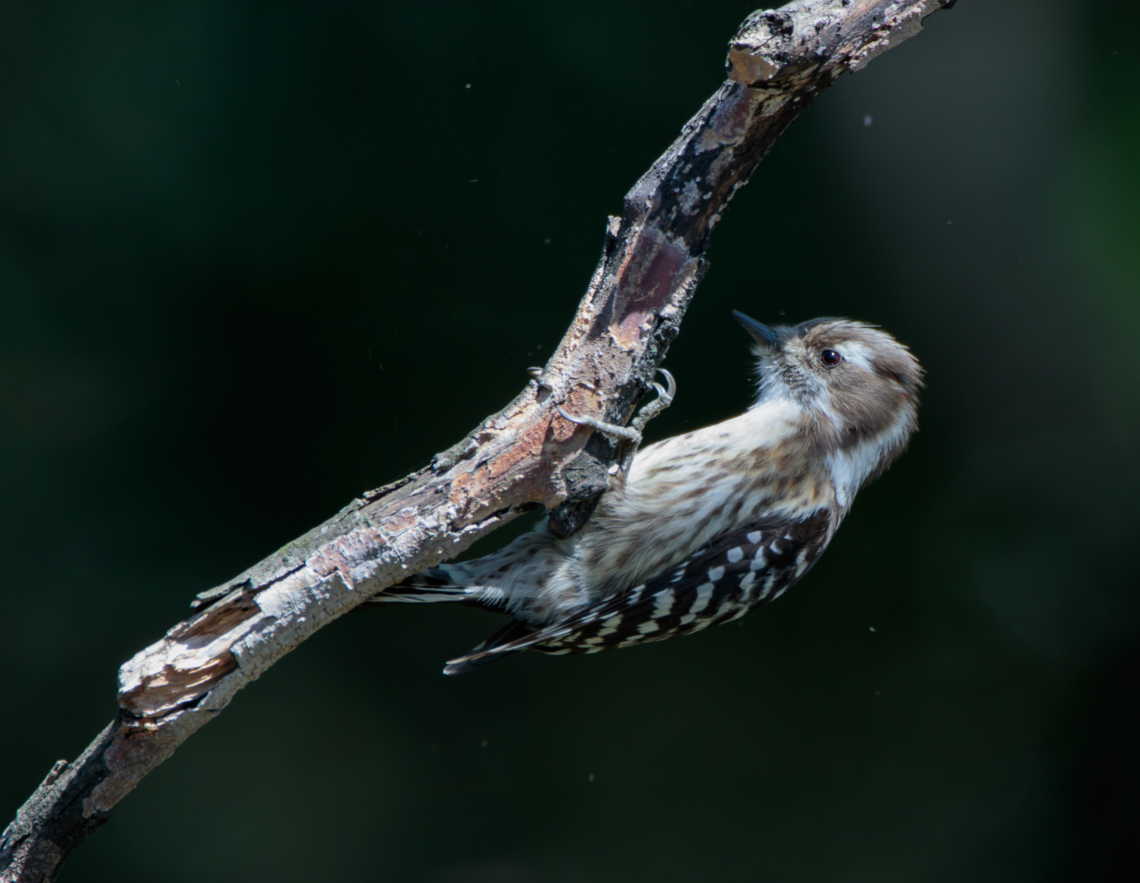 Japanese pygmy woodpecker in Osaka, March 2016