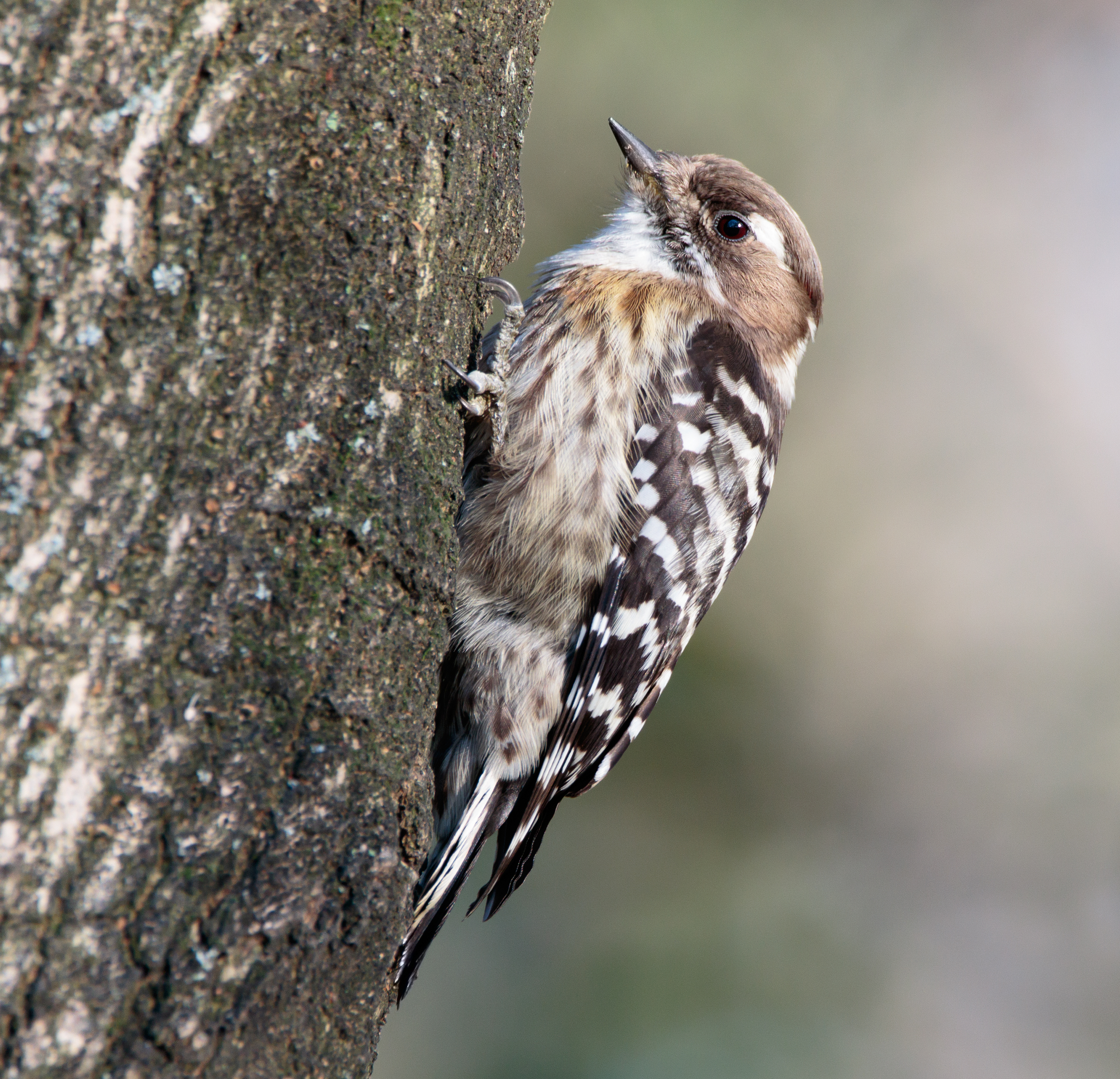 Japanese pygmy woodpecker in Sakai, Osaka, February 2016