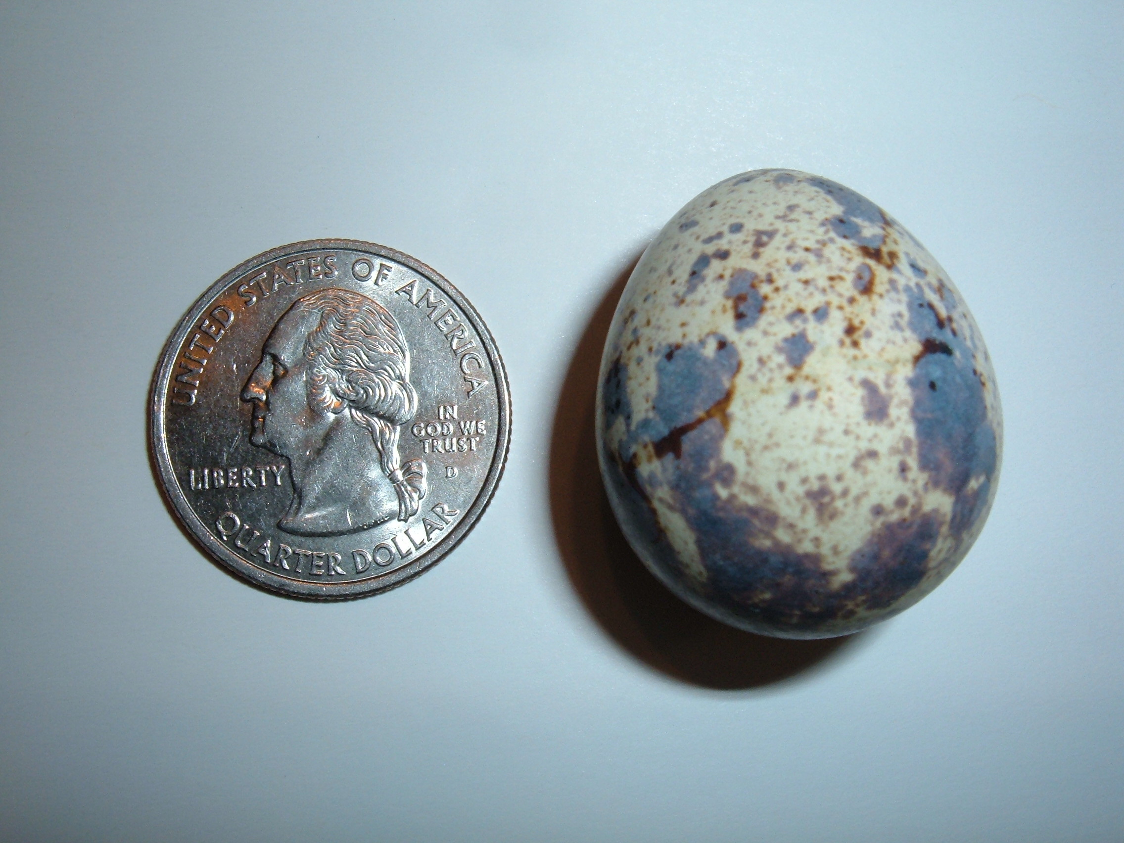 Japanese quail egg size comparison
