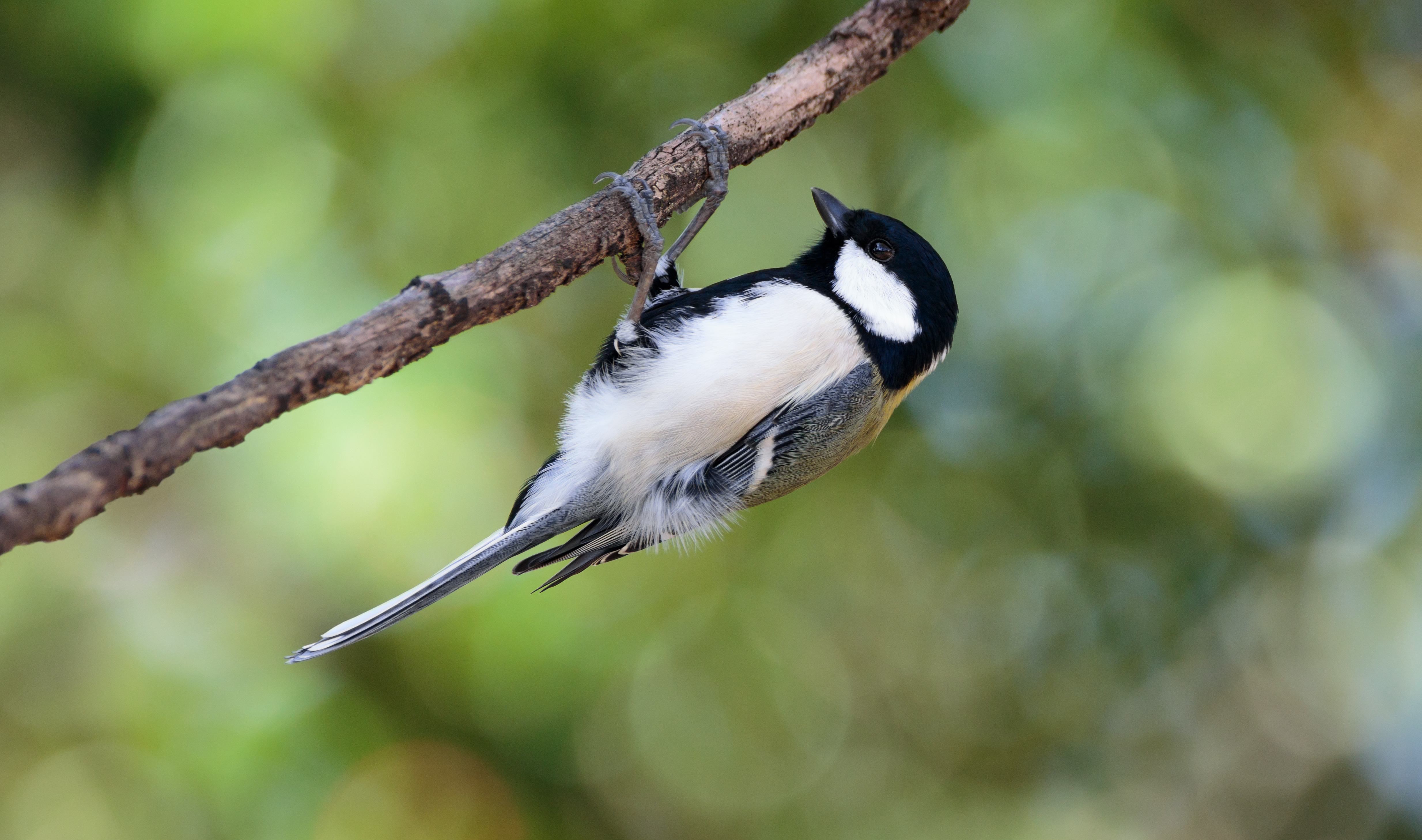 Japanese tit in Suita, Osaka, November 2016 - 609