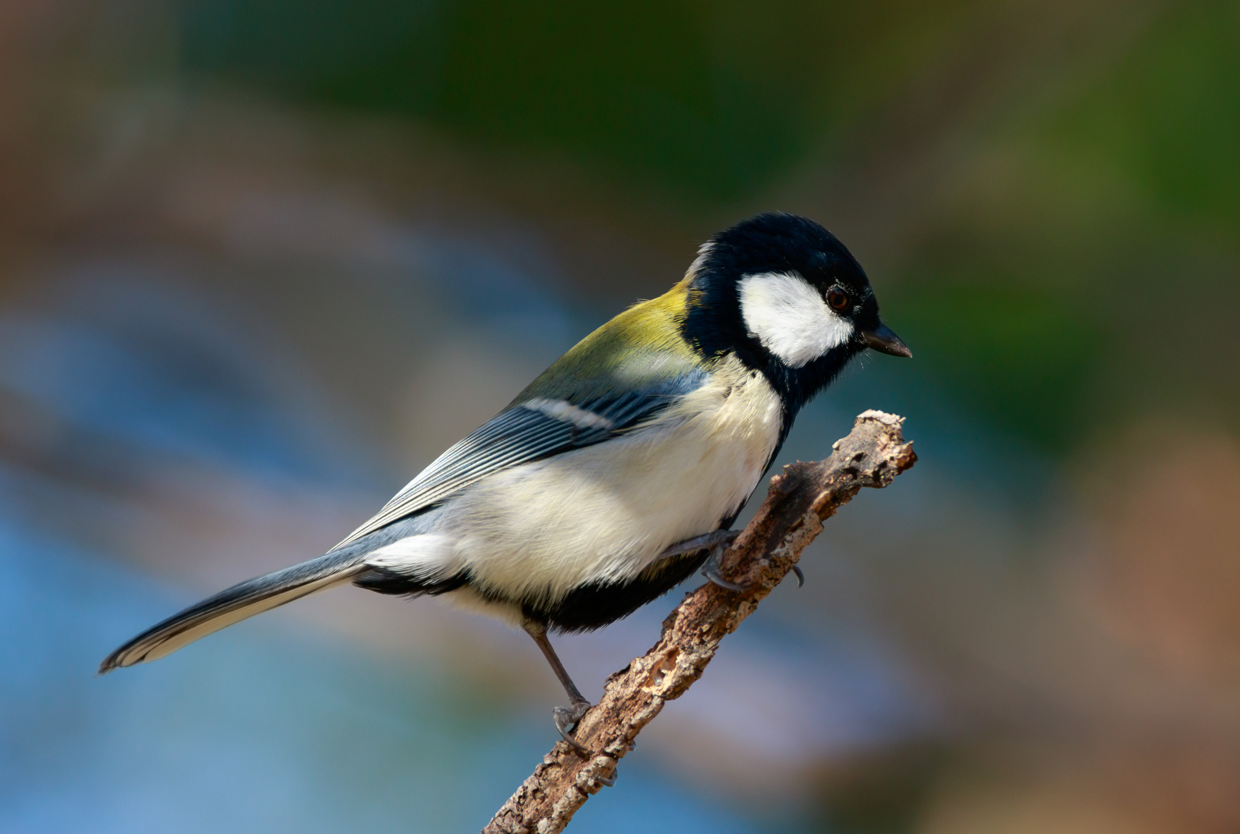 Japanese tit in Suita, Osaka, November 2016 - 683