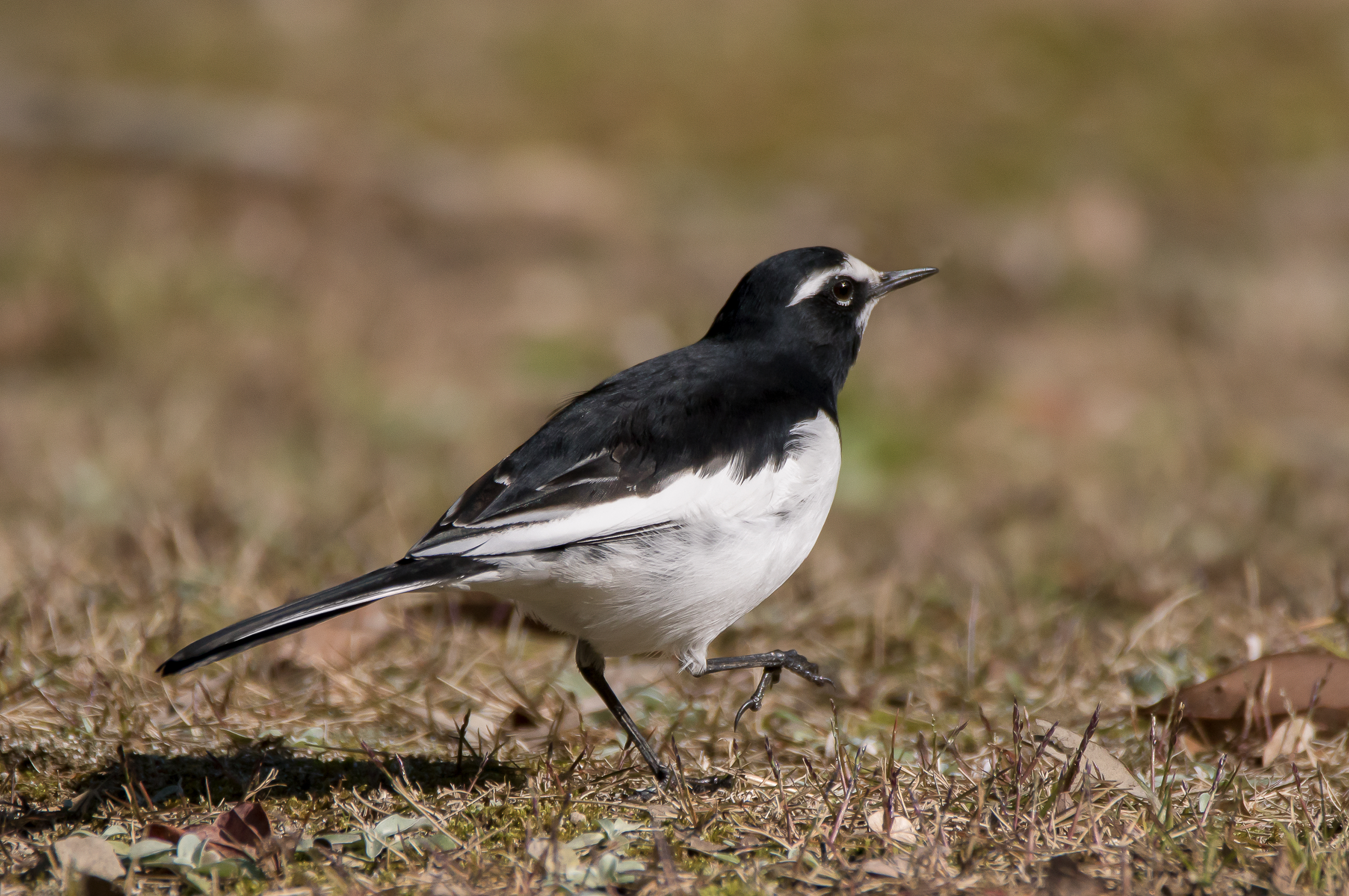 Japanese wagtail in Suita, Osaka, December 2016 - 205