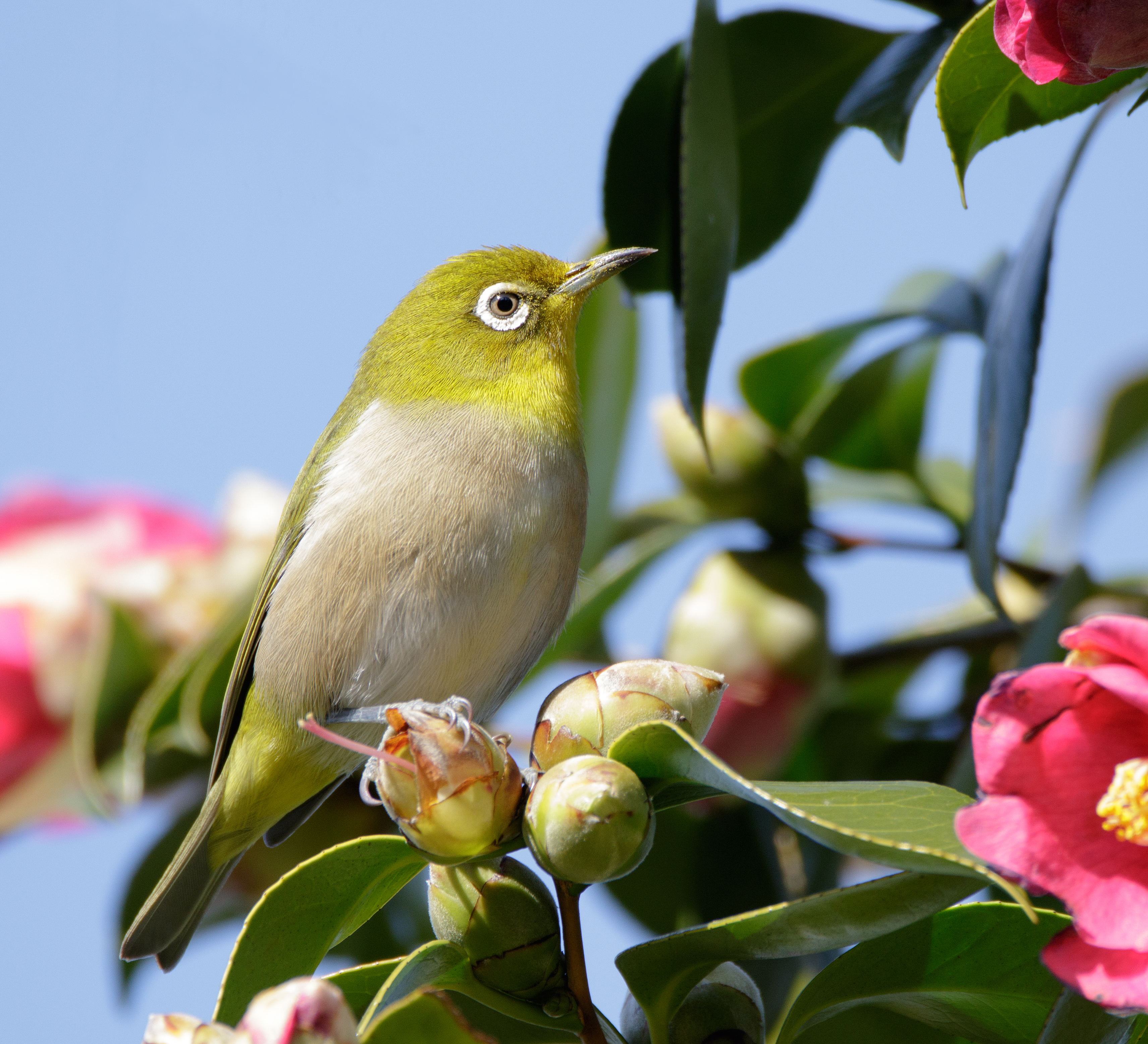 Japanese white-eye at Tennōji Park in Osaka, January 2016 IV