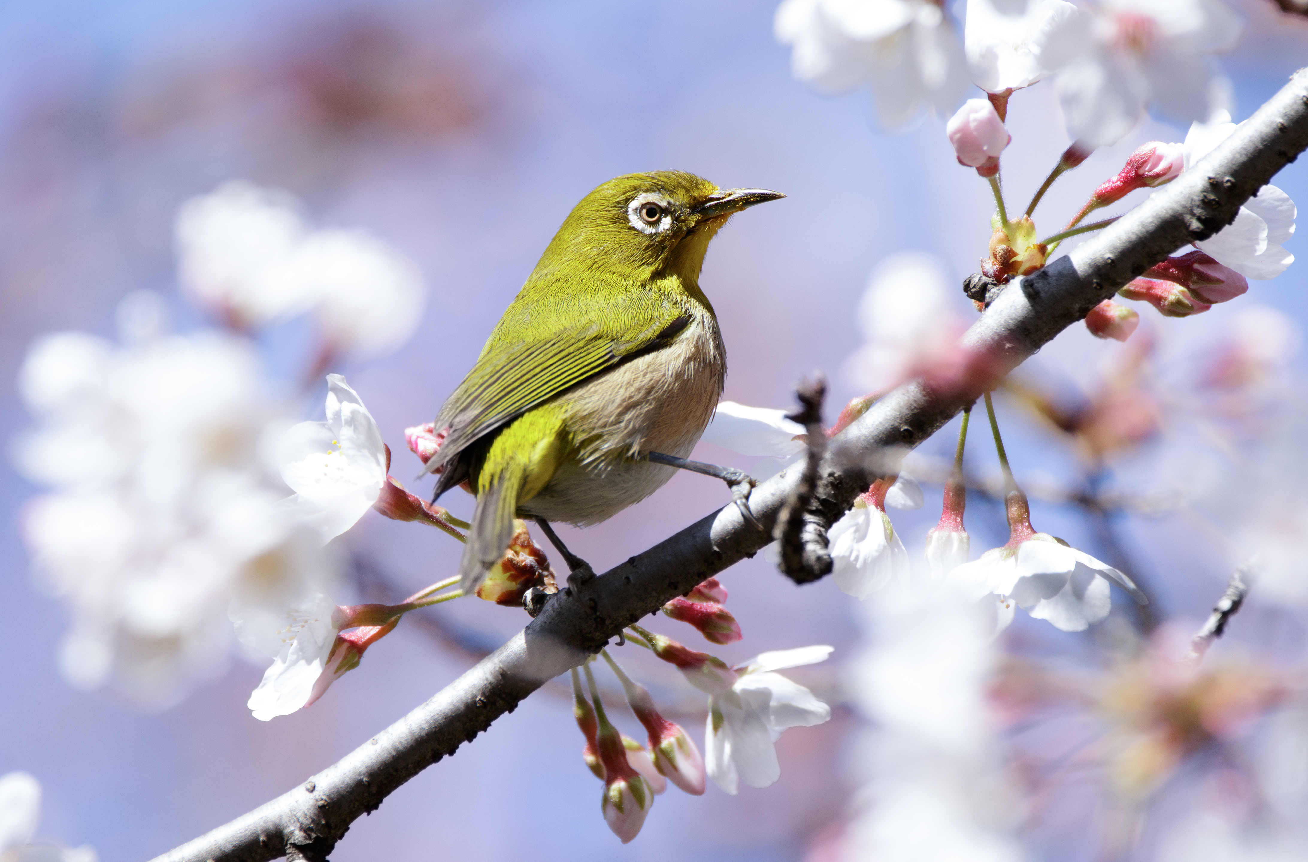 Japanese white-eye at Tennōji Park in Osaka, March 2016