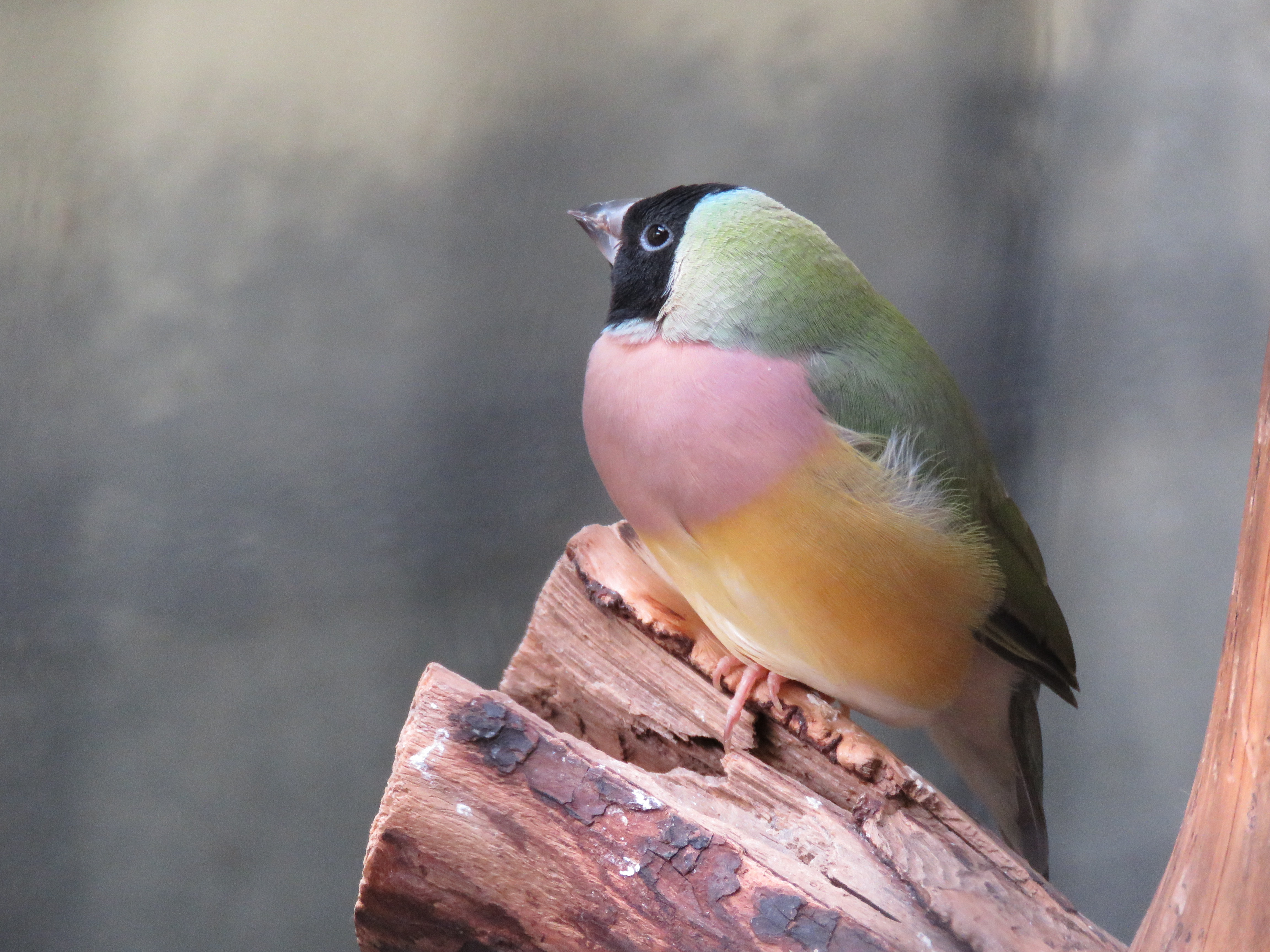 Jibea diamant de gould arnhem 2016