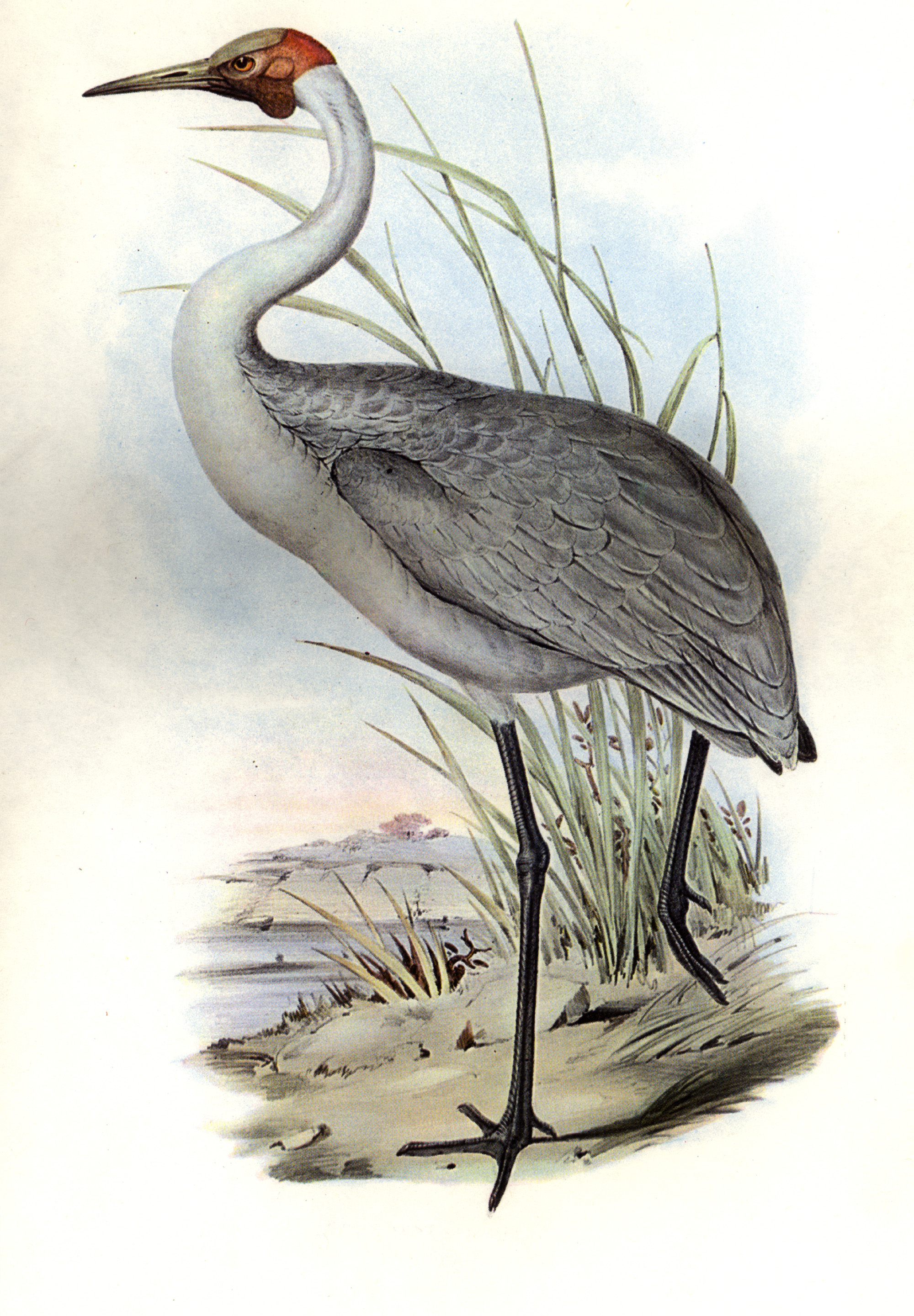 John Gould Australian brolga