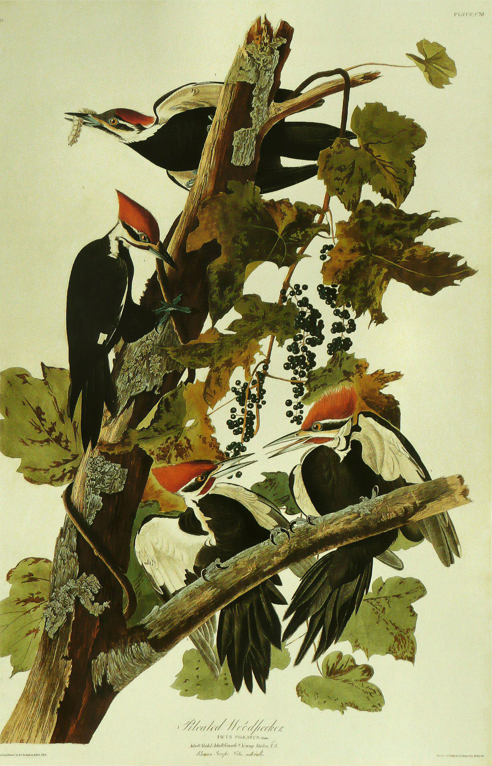 John James Audubon - Pileated Woodpecker