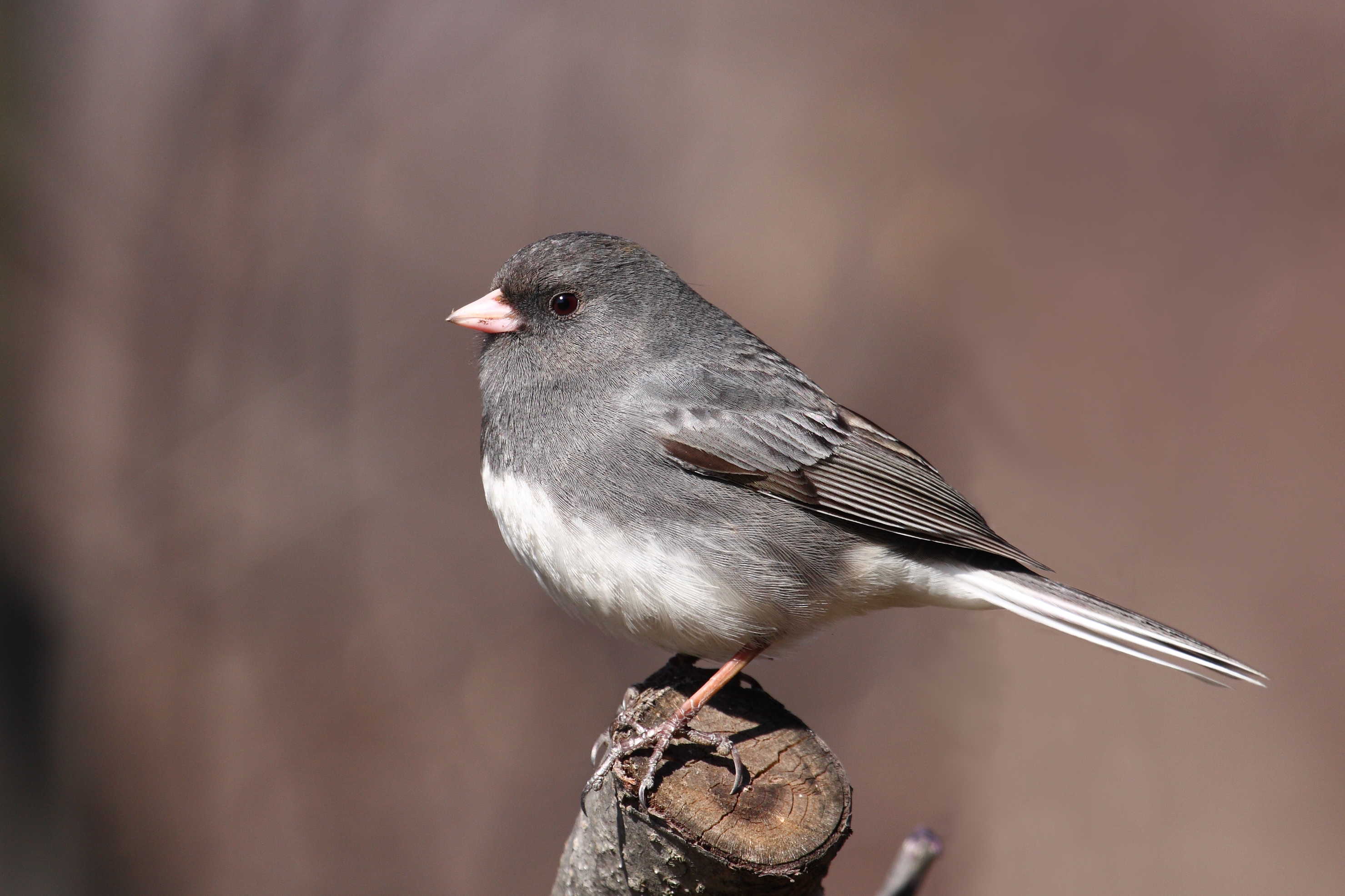 Junco hyemalis hyemalis CT1