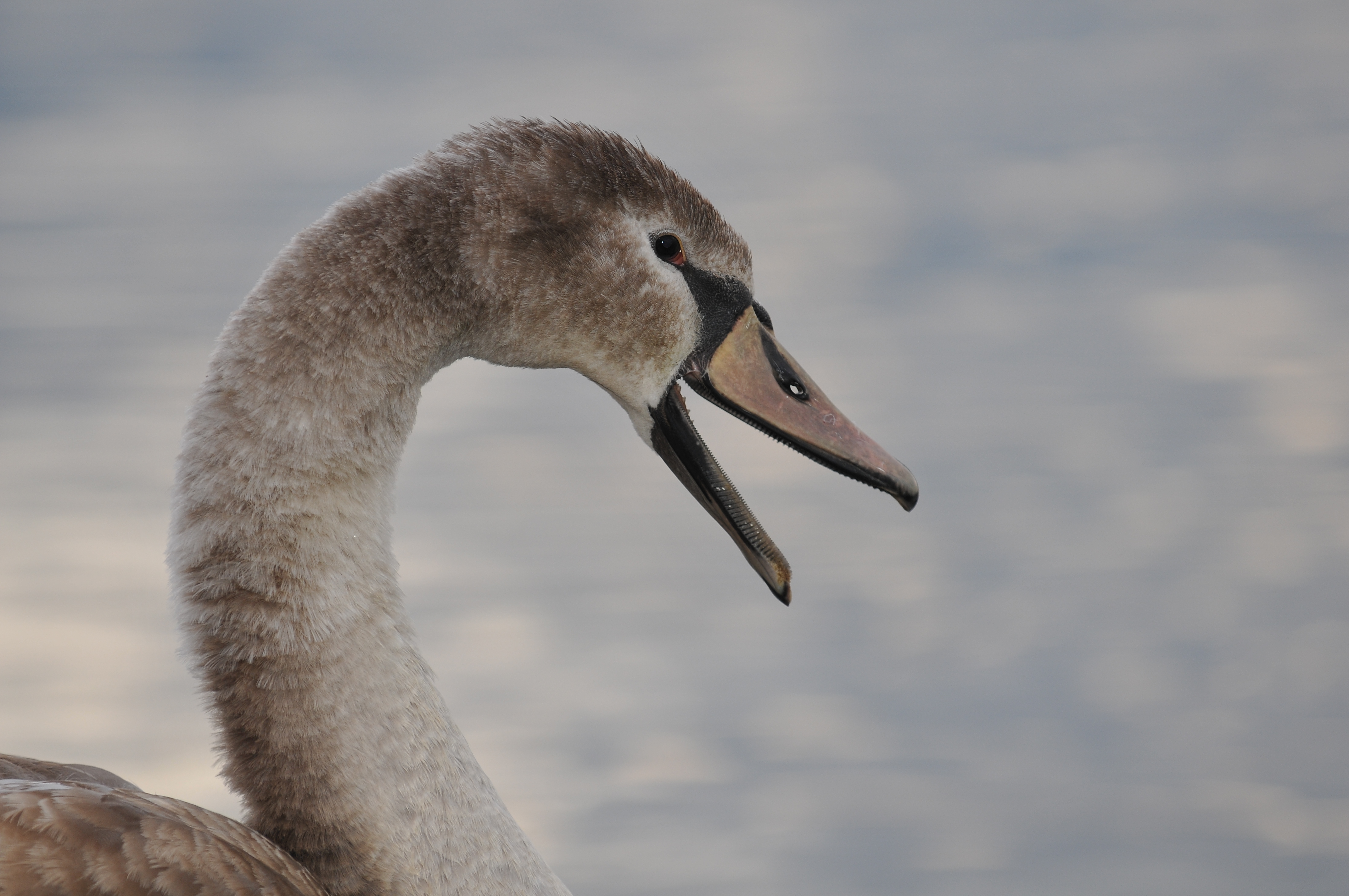 Junger Höckerschwan, Cygnus olor 04