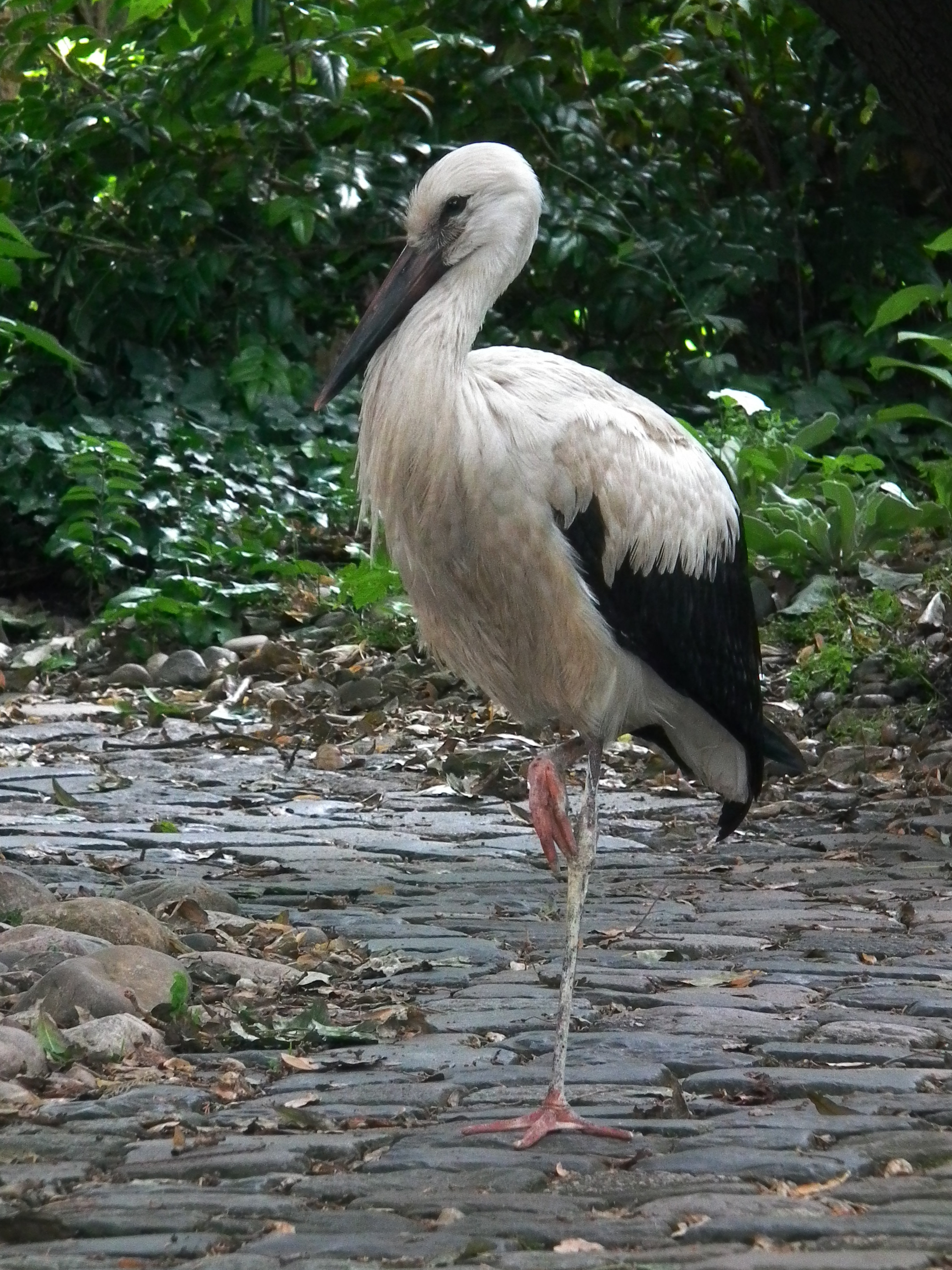 Jungstorch