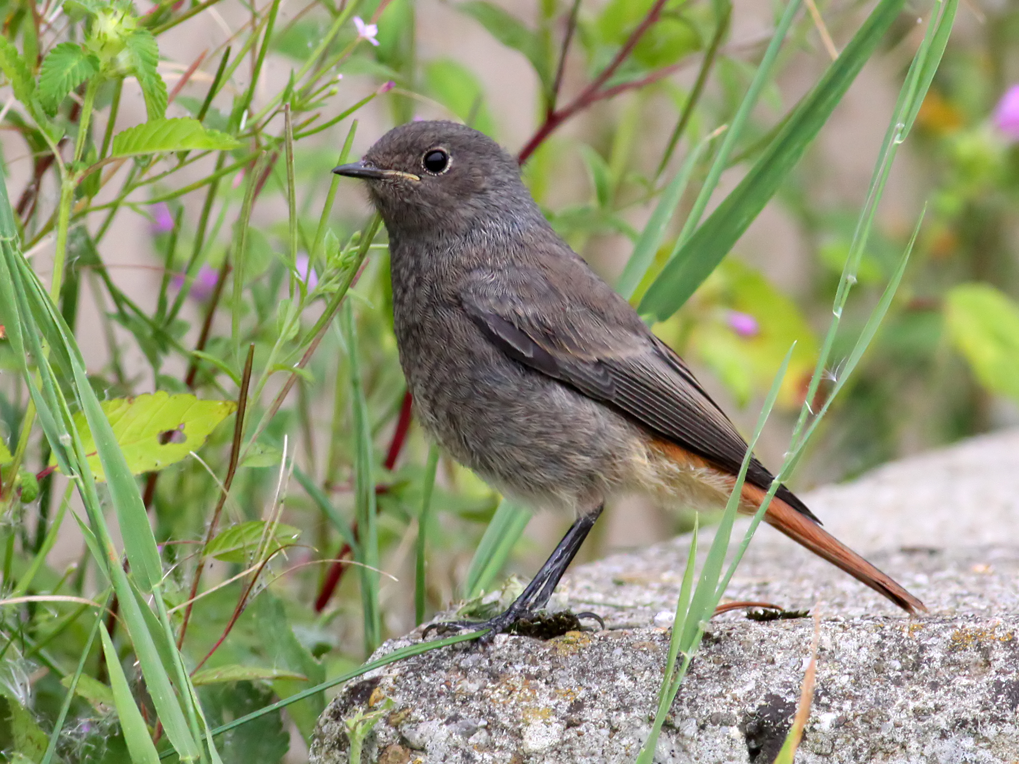 Juvenile Black Redstart (Phoenicurus ochruros) (4)