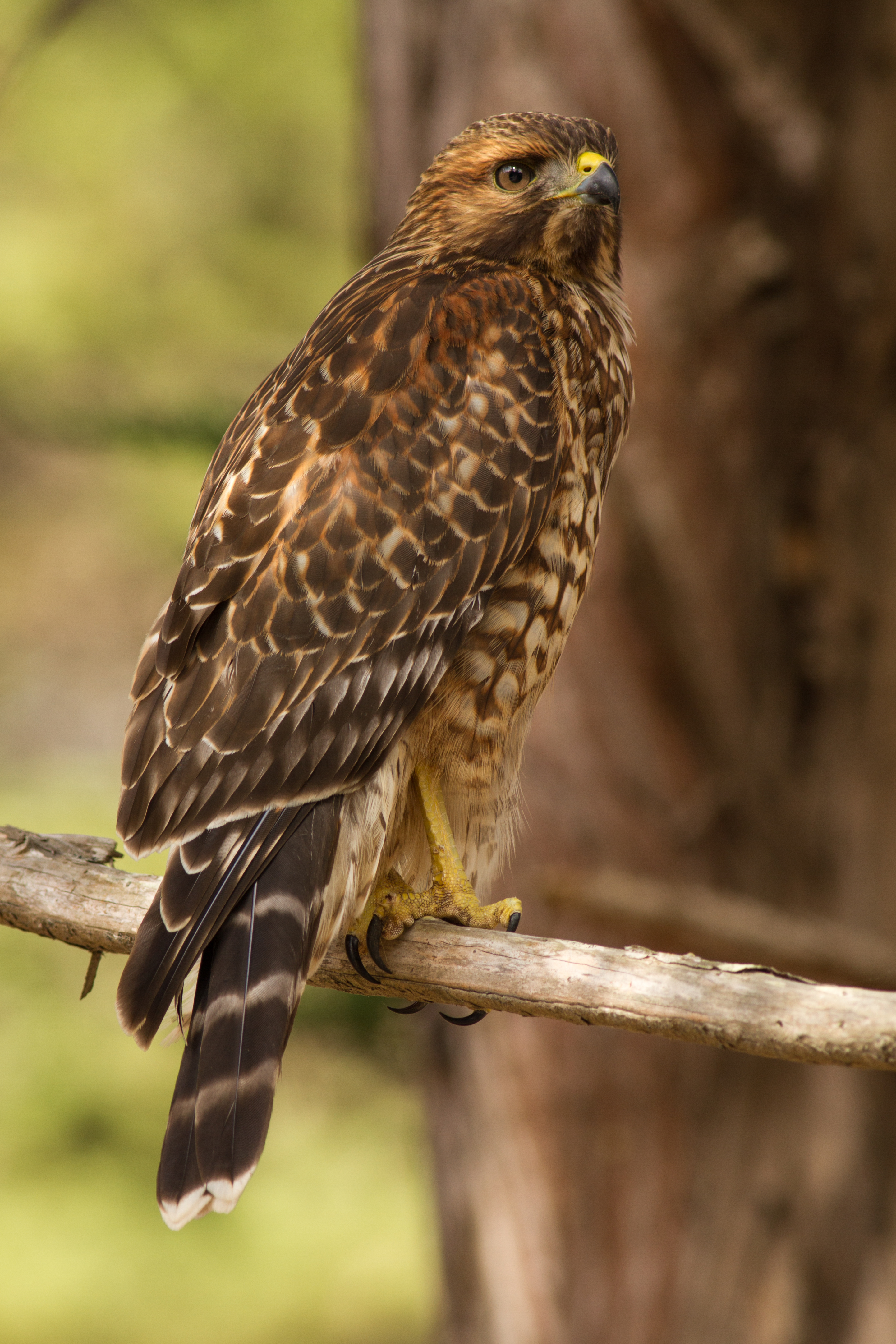 Juvenile buteo lineatus elegans, Presidio