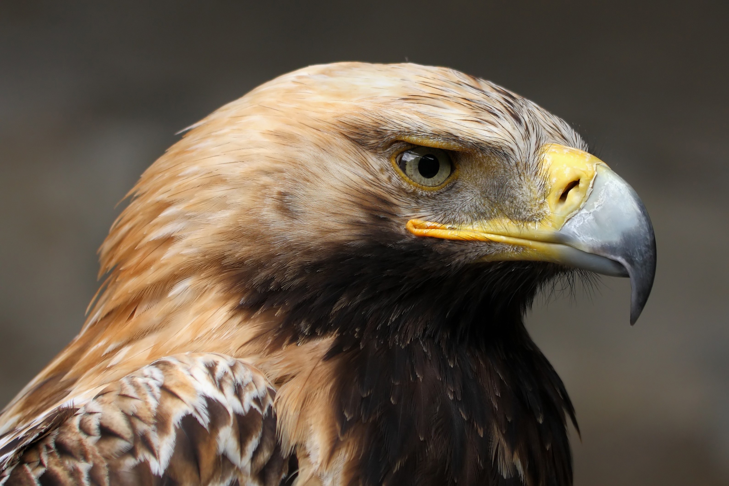 Kaiseradler Aquila heliaca 3 amk