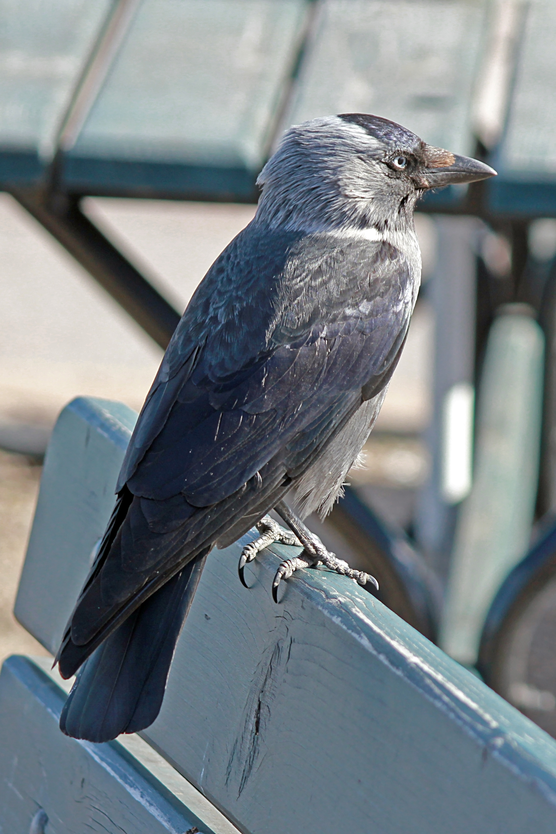 Kaja (Corvus monedula)
