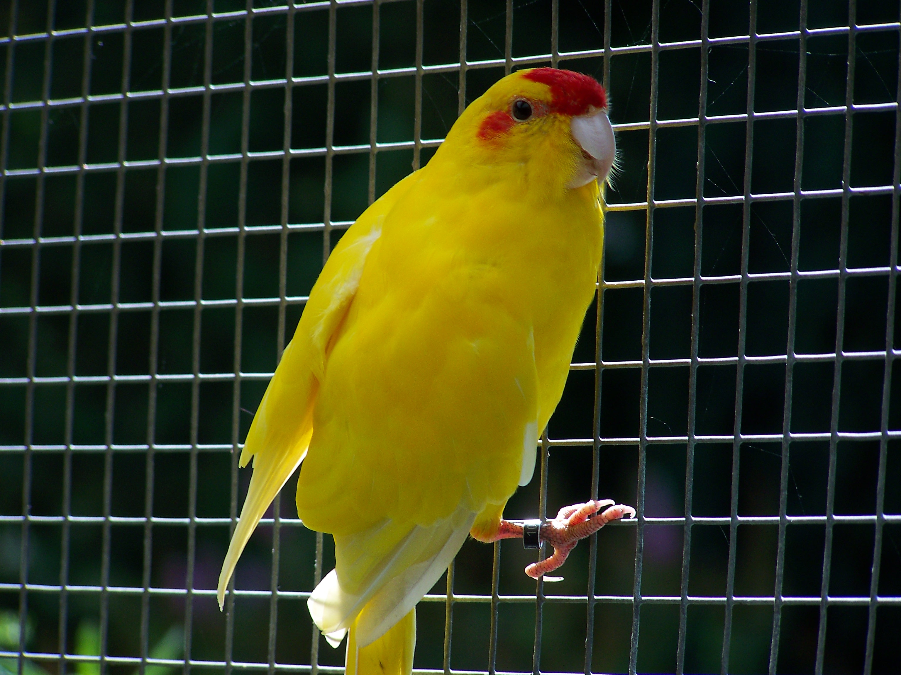 Kakariki2