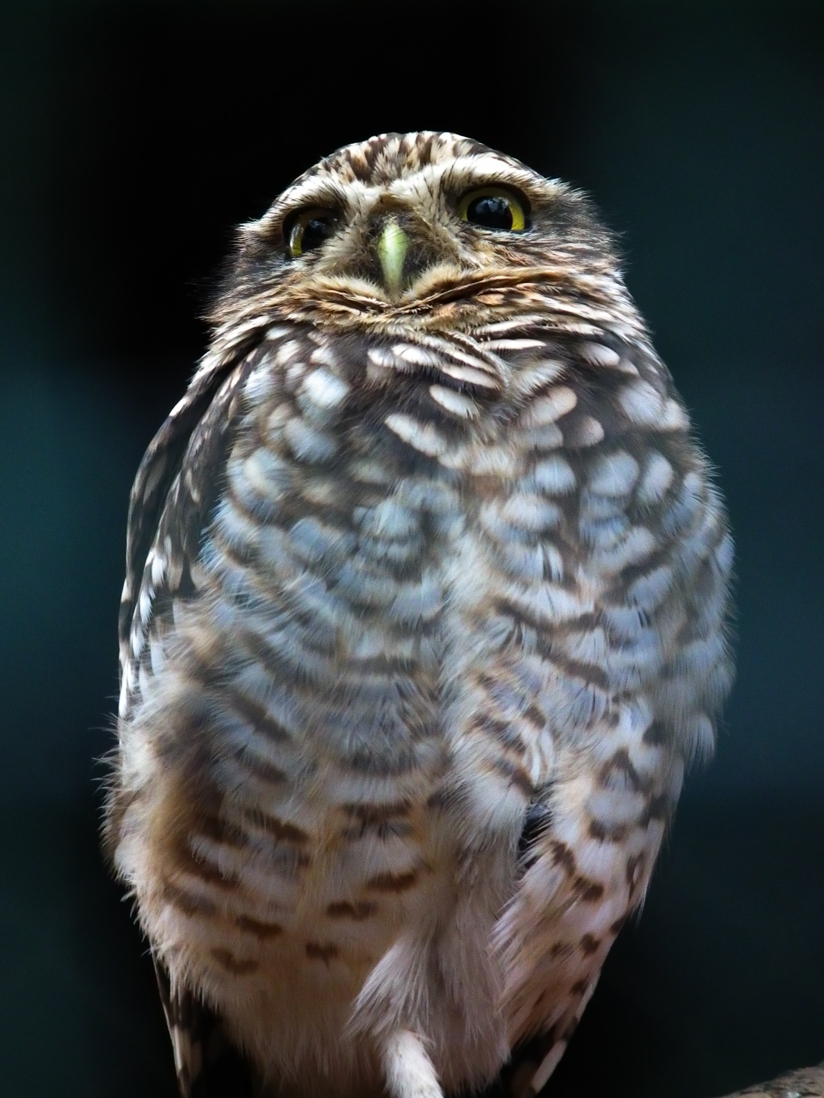 Kanincheneule Vogelpark Viernheim 2012