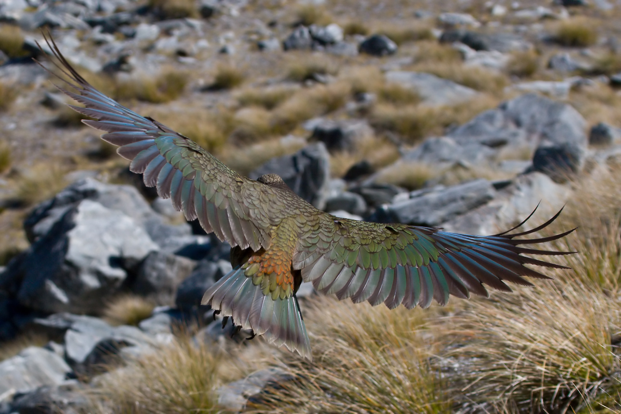 Kea in Flight MC