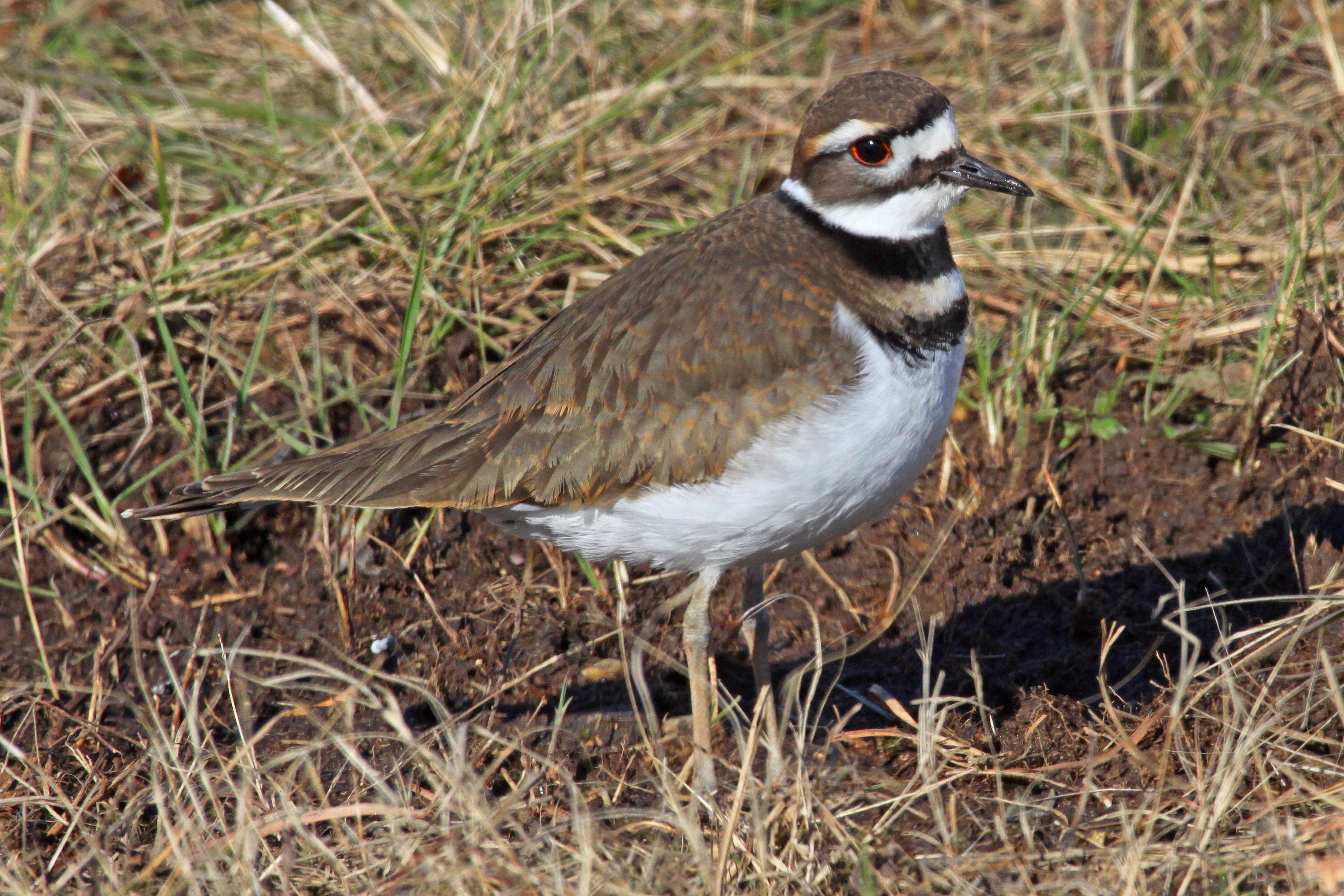 Killdeer - Charadrius vociferus, Occoquan Bay Wildlife Refuge, Virginia