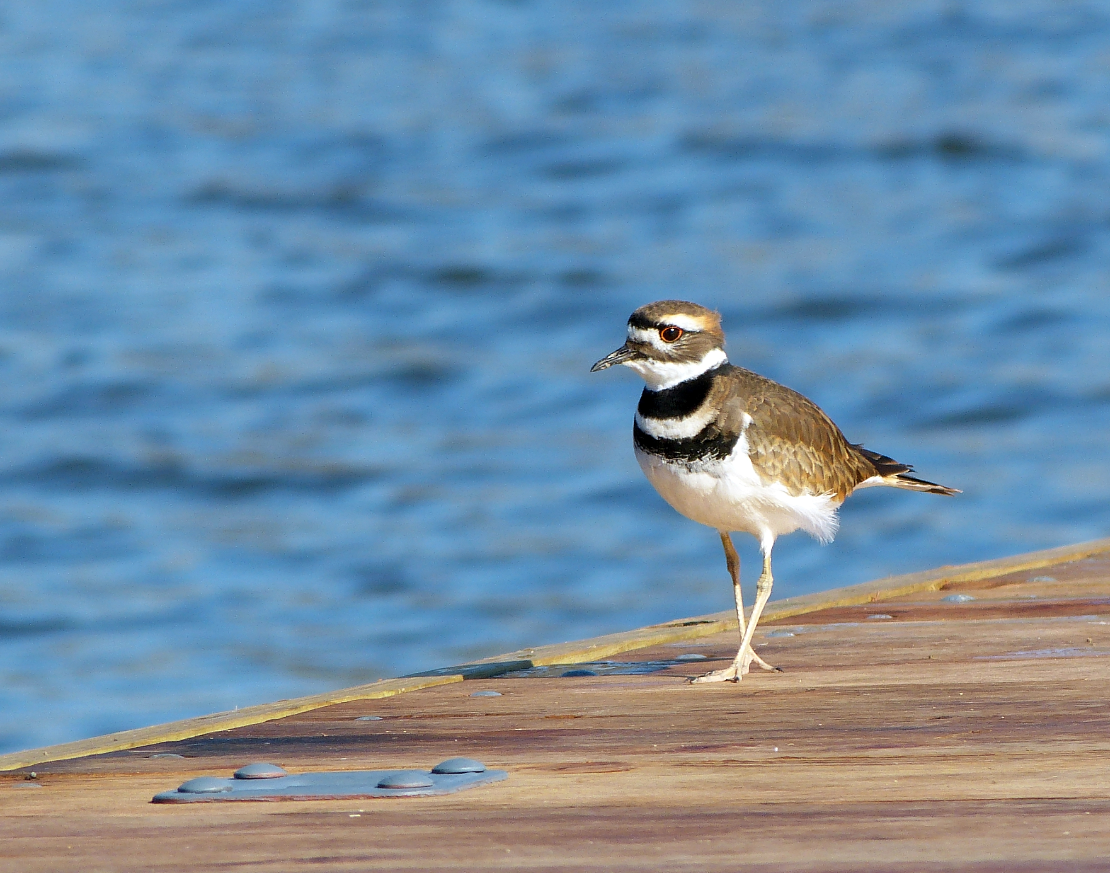 Killdeer (Charadrius vociferus) at a Kansas Lake
